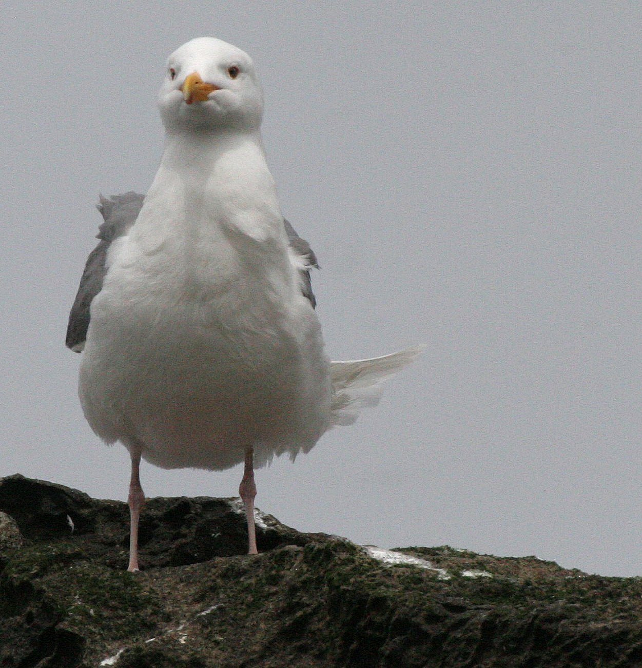 BIRD - GULL - WESTERN GULL - BEACH FOUR WA.JPG