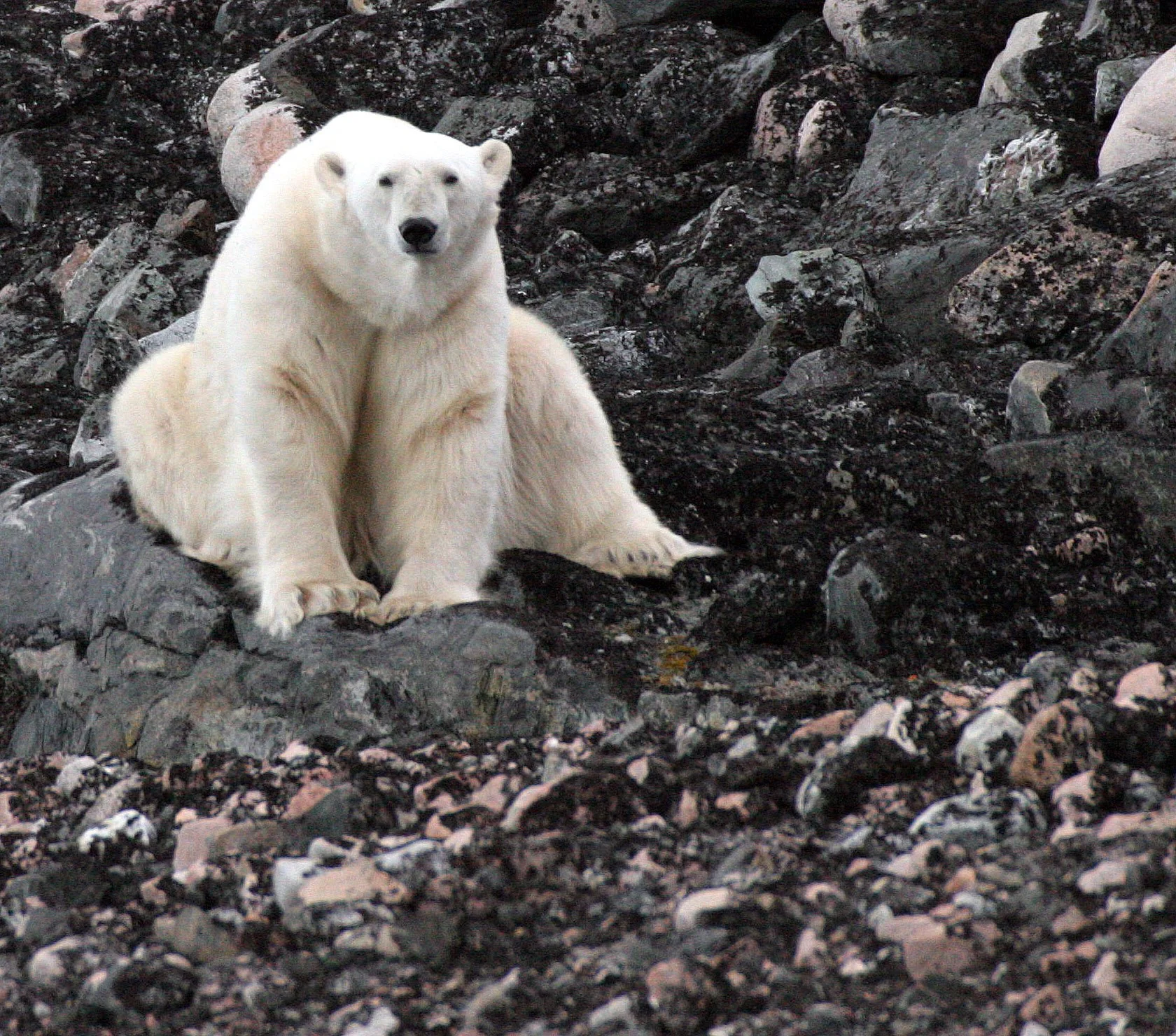 URSID - POLAR BEAR - SVALBARD (13).jpg