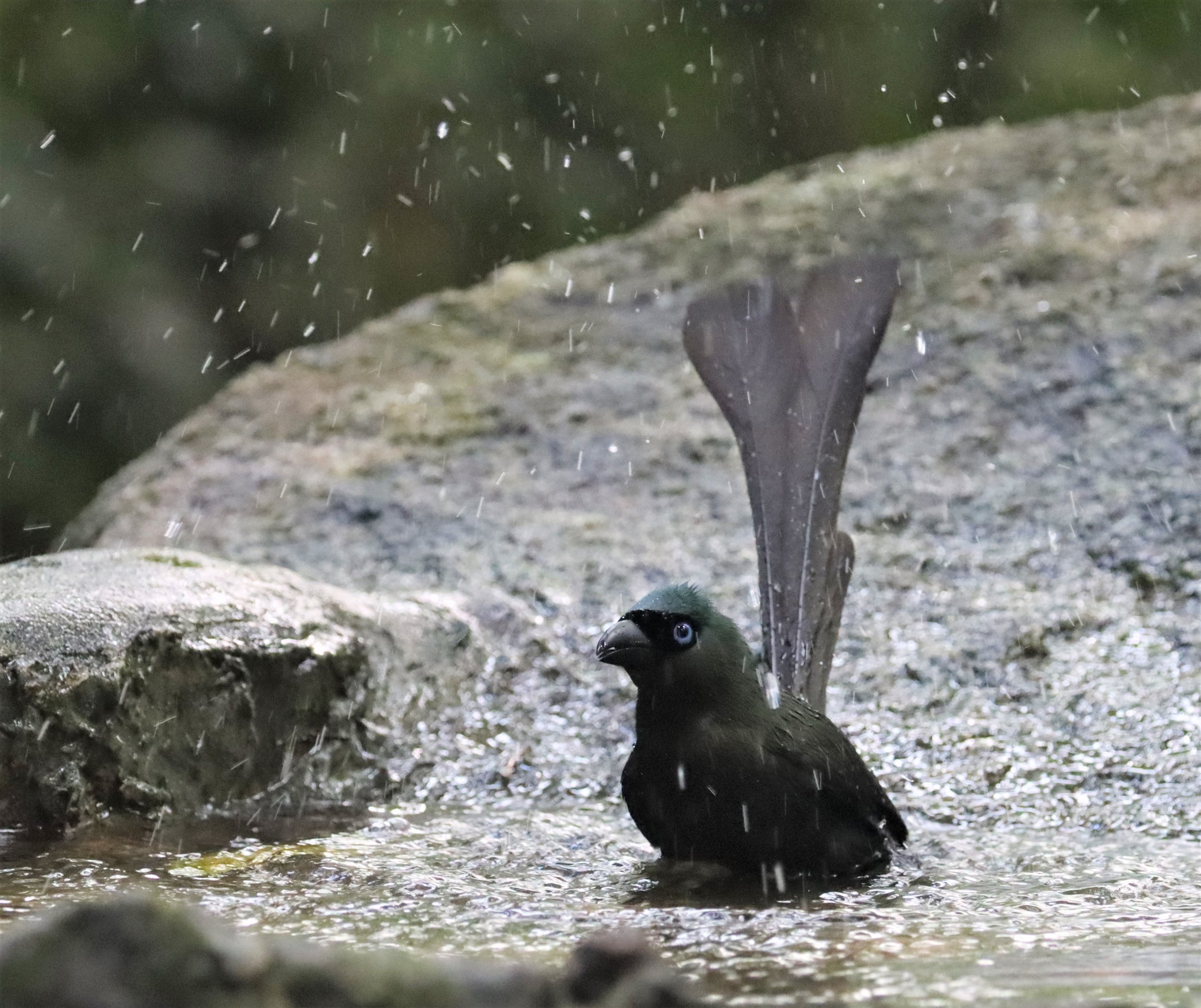 TREEPIE - RACKET-TAILED TREEPIE -Crypsirina temia - WAT THAM PRATHUN CHONBURI (11).jpg