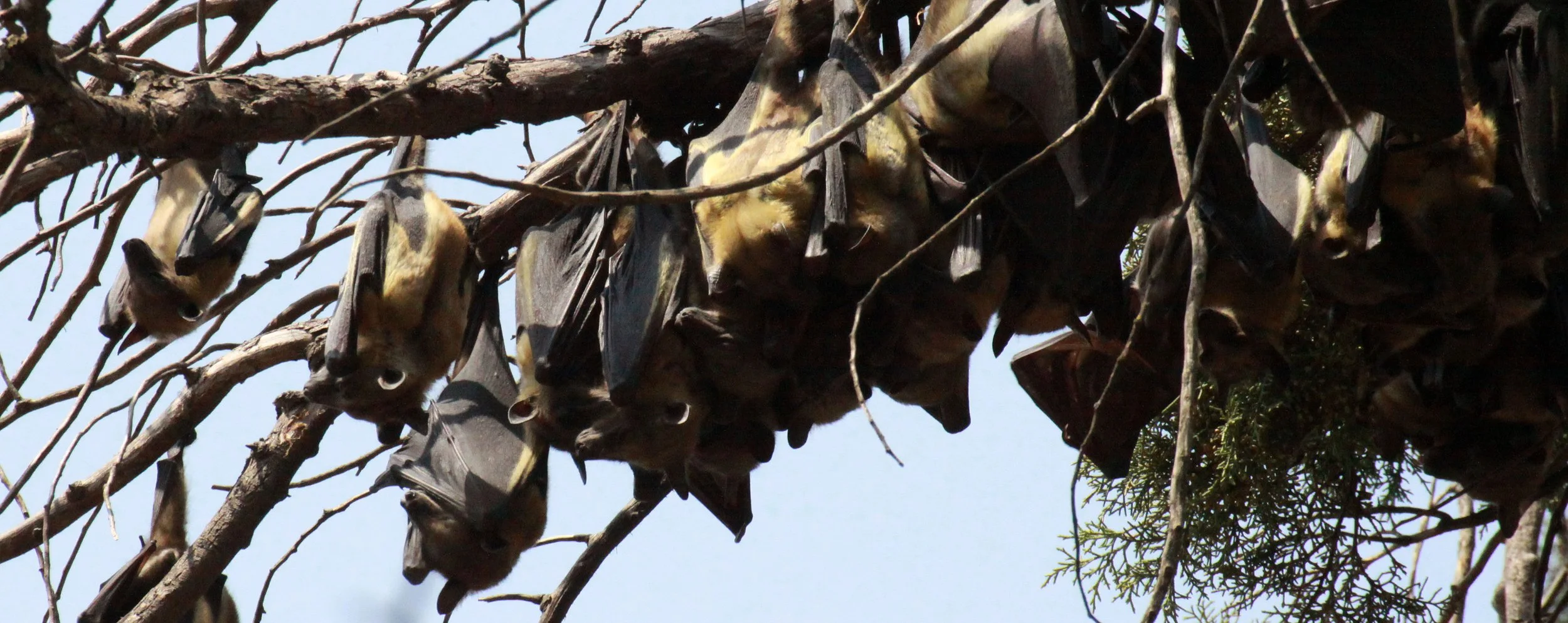 Eidolon helvum - STRAW-COLORED FRUIT BAT - EIDOLON HELVUM - KIGALE RWANDA (16).JPG