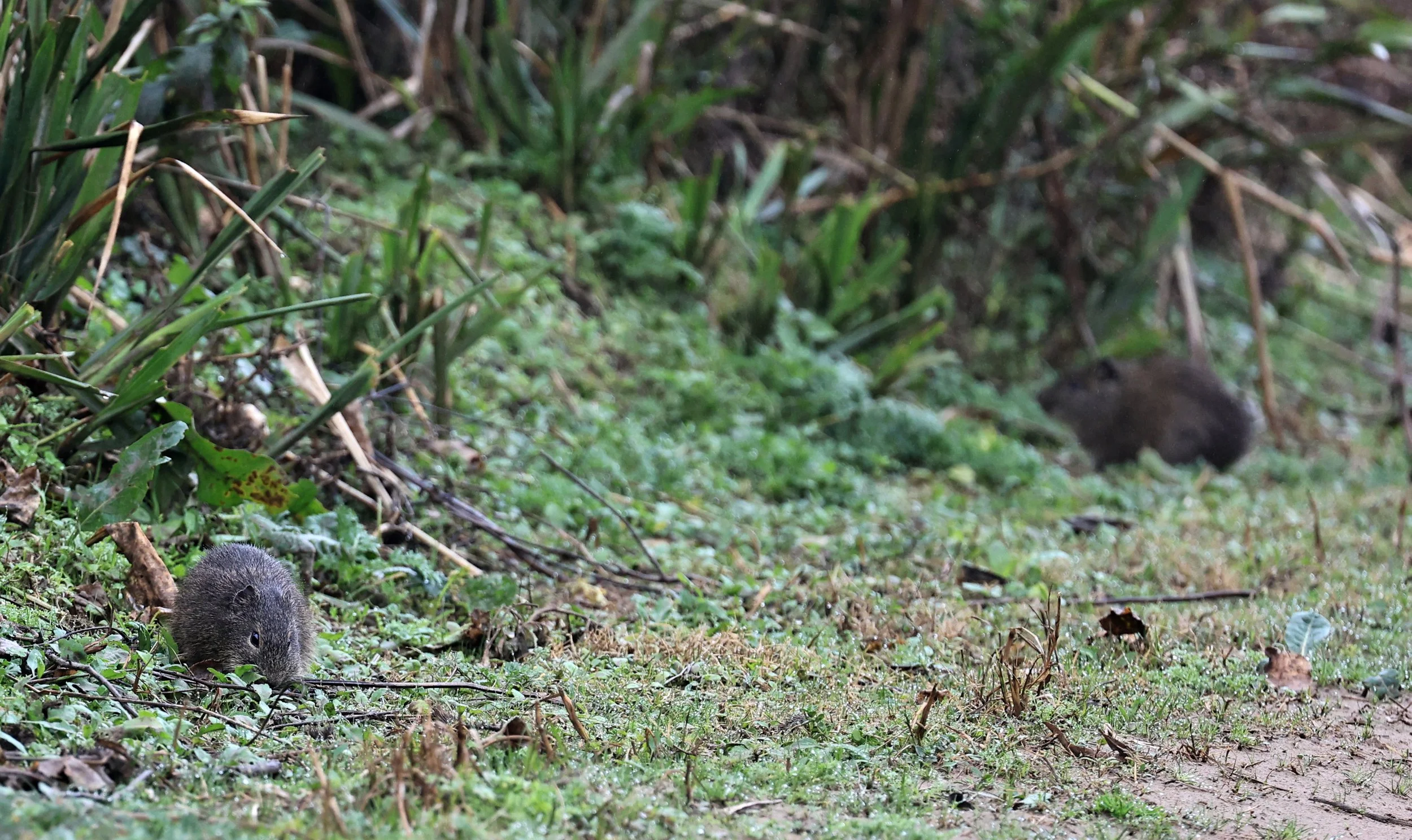 Brazilian Guinea Pig or Cavy (Cavia aperea) Reserva Natural Ceibas, Entre Rios, Argentina (211).jpg