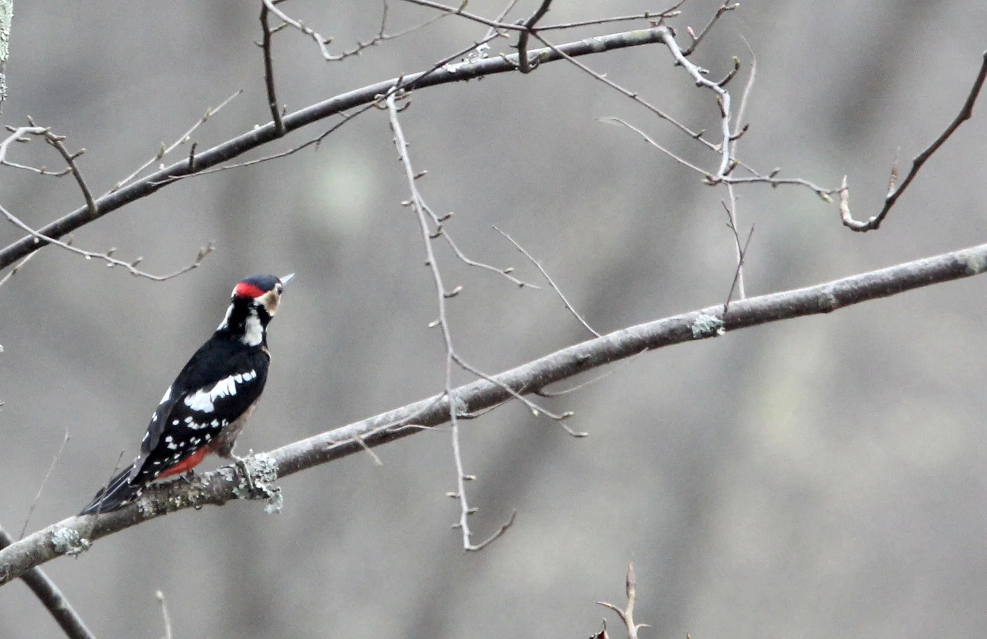 BIRD - WOODPECKER - GREAT SPOTTED WOODPECKER - TANGJIAHE NATURE RESERVE, SICHUAN CHINA (3).JPG