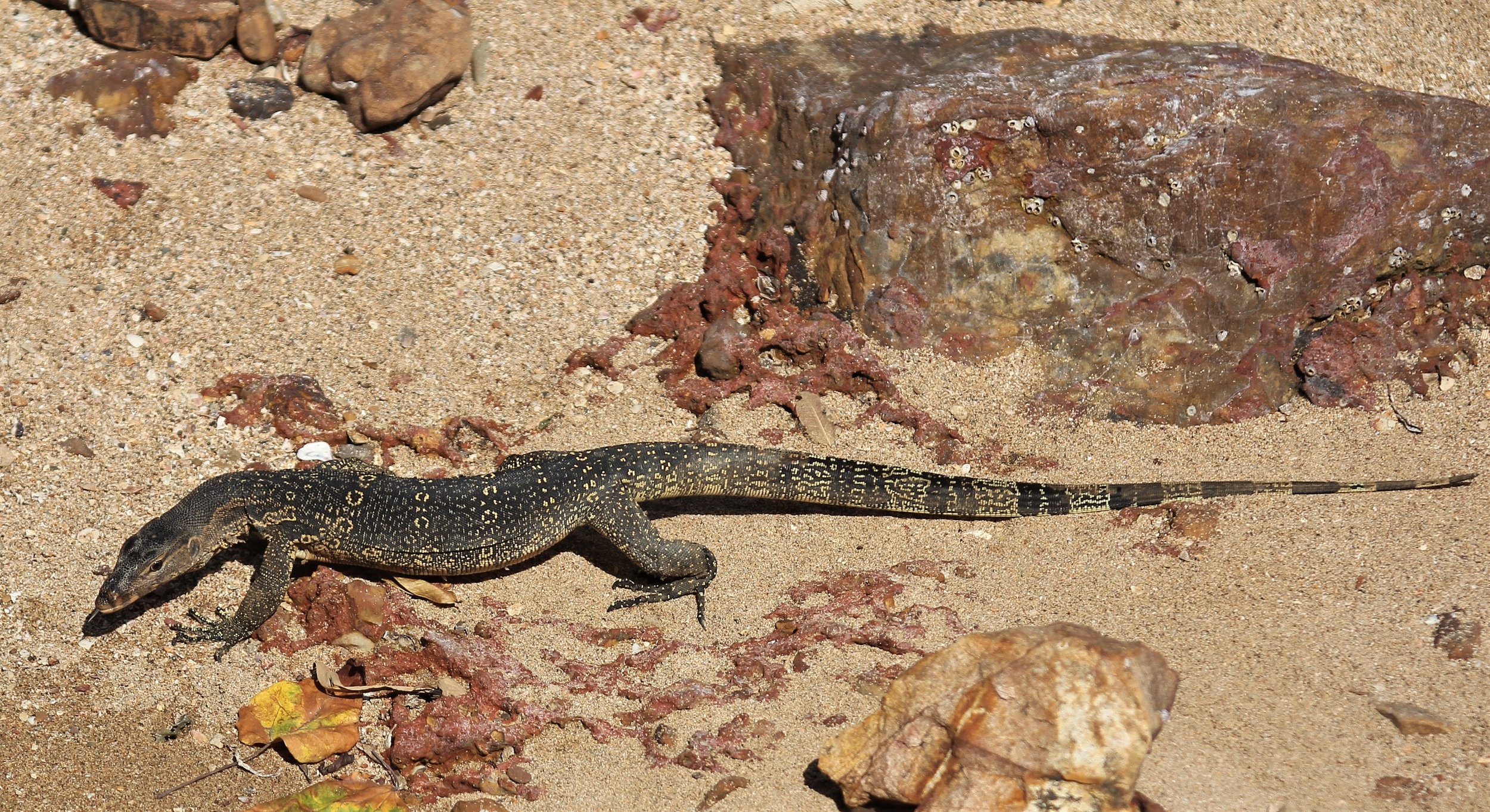 Varanus salvator macromaculatus - SOUTHEAST ASIAN WATER MONITOR LIZARD - MU KO LIBONG NON HUNTING AREA D (6).jpg