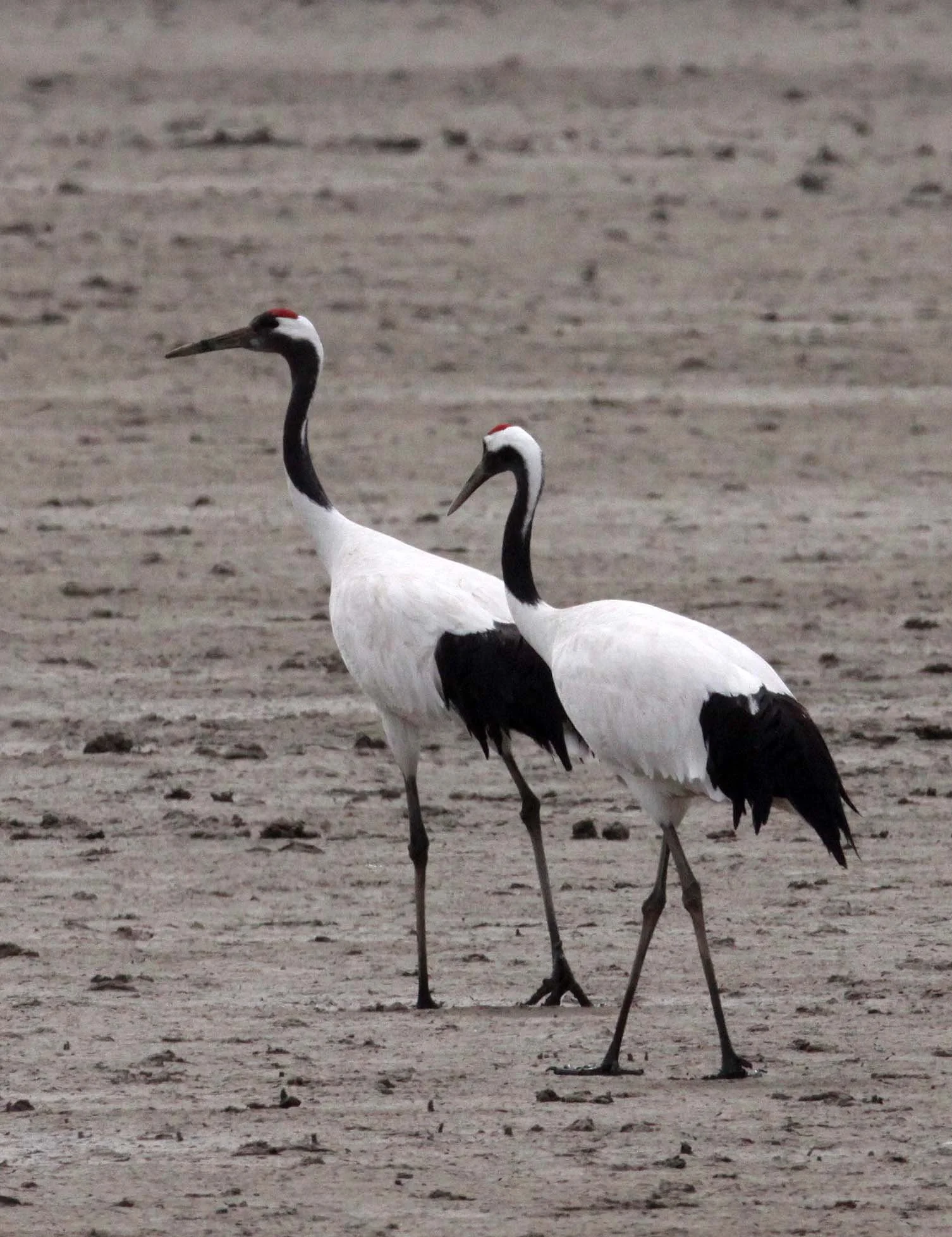 BIRD - CRANE - RED-CROWNED JAPANESE CRANE  - YANCHENG CHINA (163).JPG