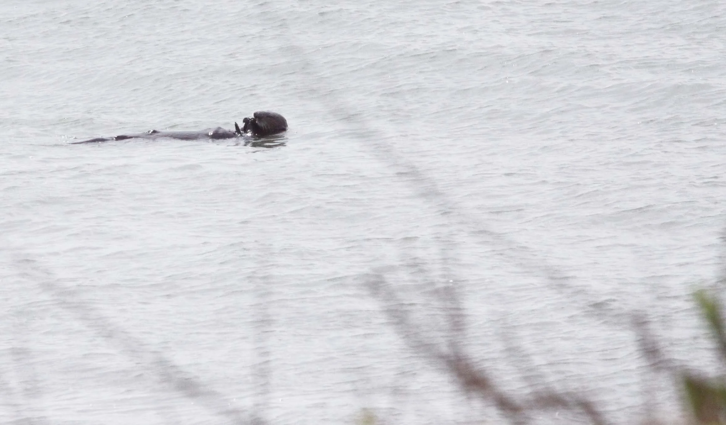 MUSTELID - OTTER - SEA OTTER - ANO NUEVO RESERVE.JPG