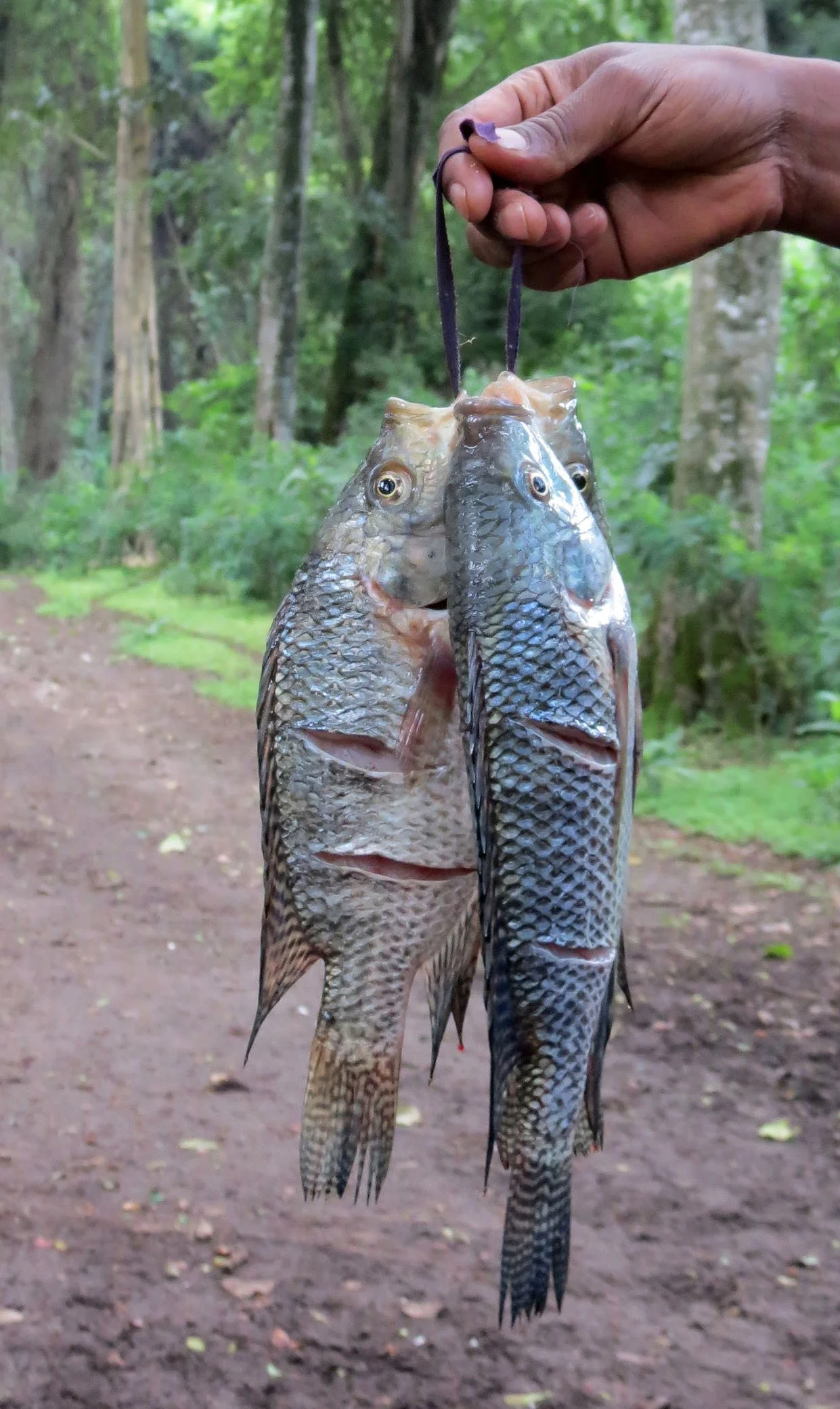 LANGANO LAKE ETHIOPIA - BISHANGARI LODGE AND SURROUNDING FOREST (7).JPG
