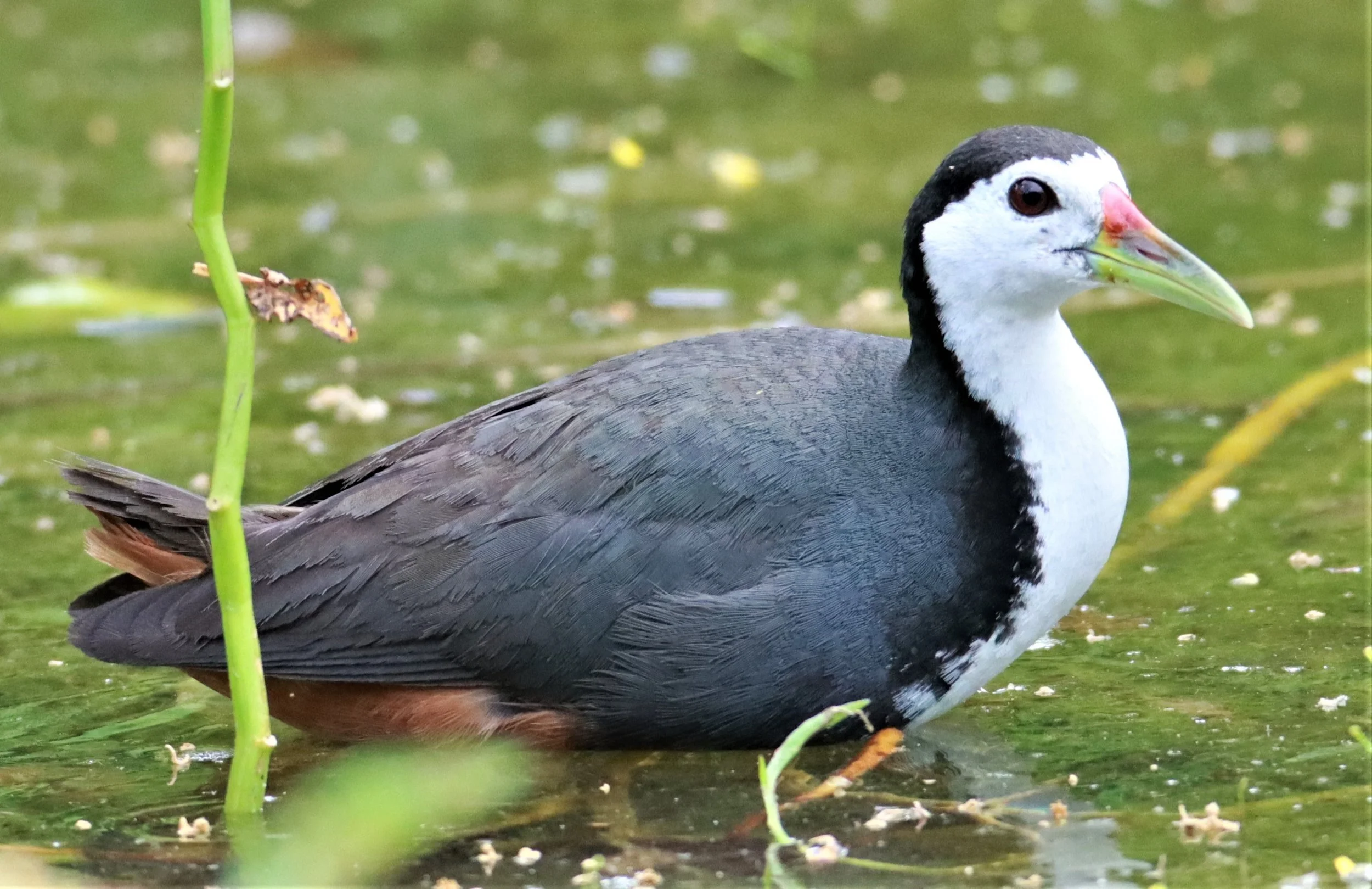 White breasted Waterhen Amaurornis Phoenicurus Thathorn Rice Fields white-breasted-waterhen-amaurornis-phoenicurus-thathorn-rice-fields