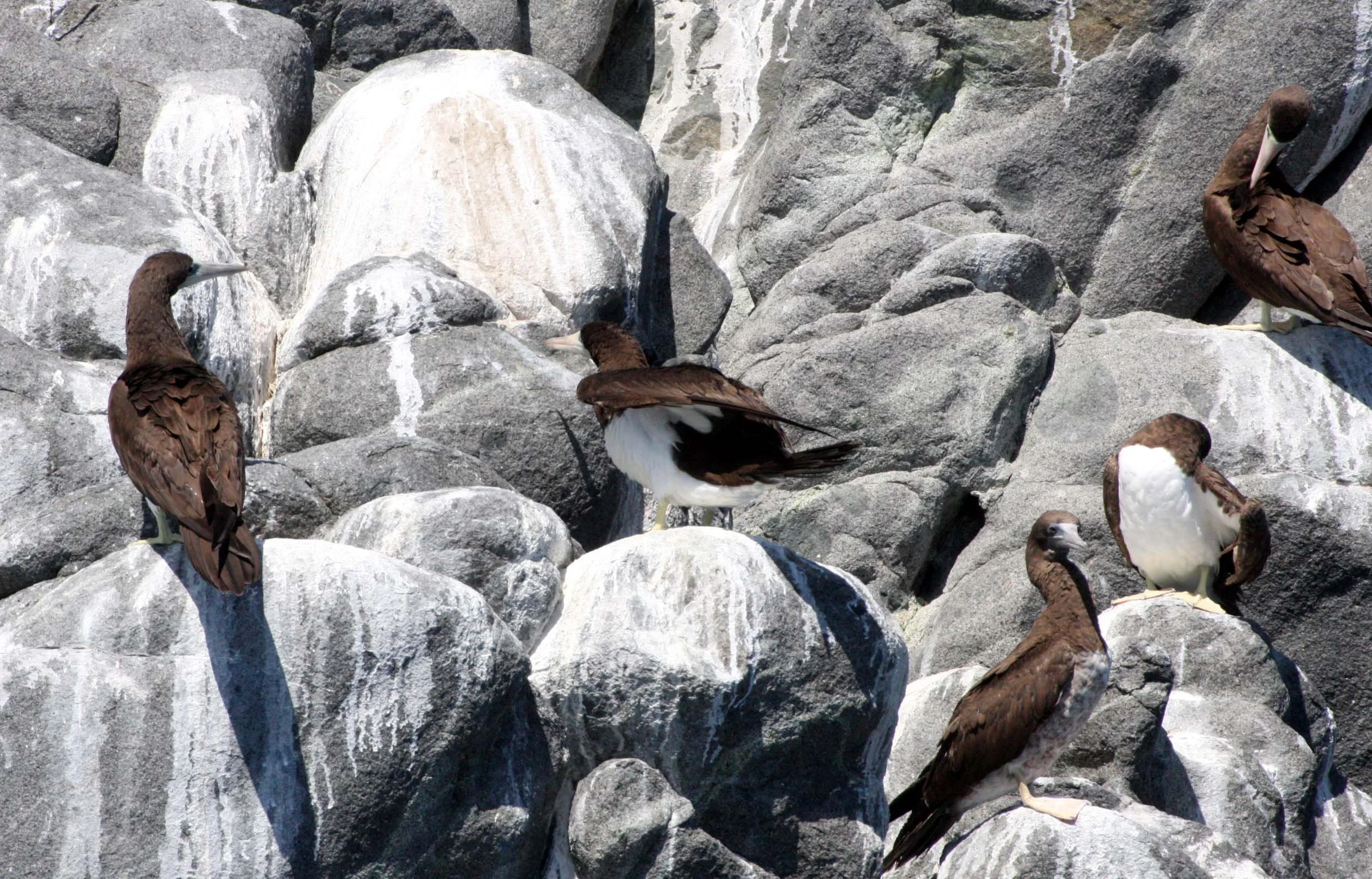 Brown Booby (Sula leucogaster) Santa Catalina Island Baja Mexico (6).JPG