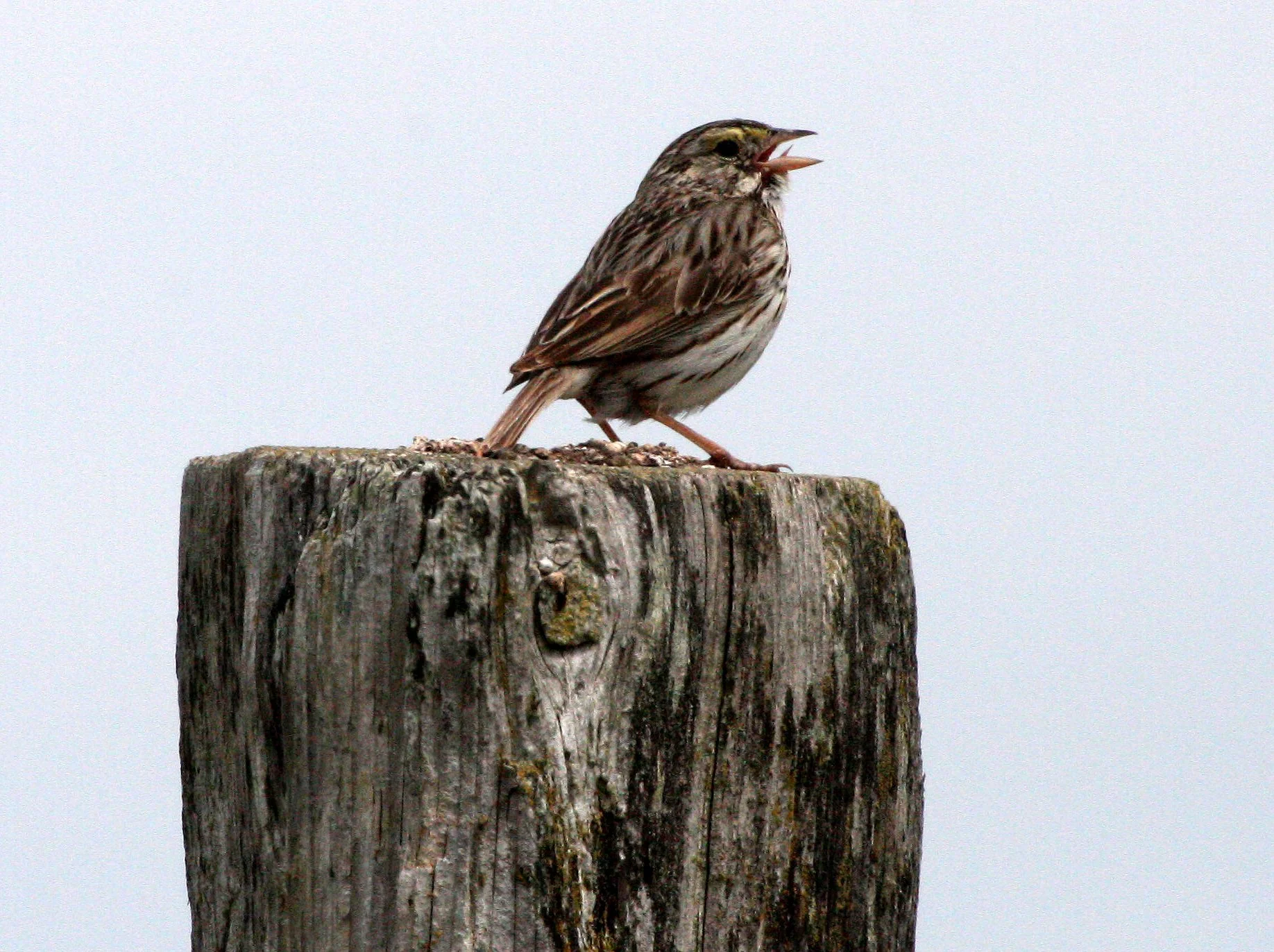 Savannah Sparrow (Passerculus sandwichensis) Dungeness NWR Sequim Washington (11).JPG