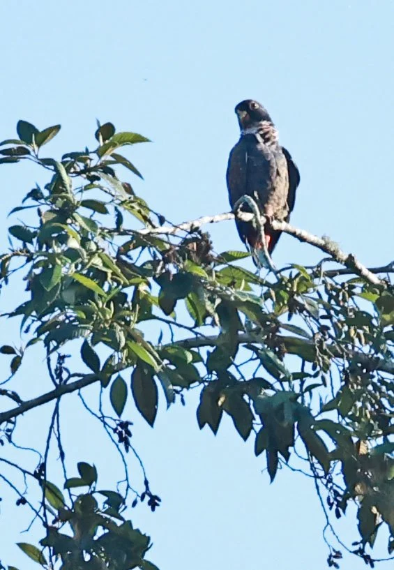 Bronze-winged Parrot (Pionus chalcopterus) Mindo, Ecuador