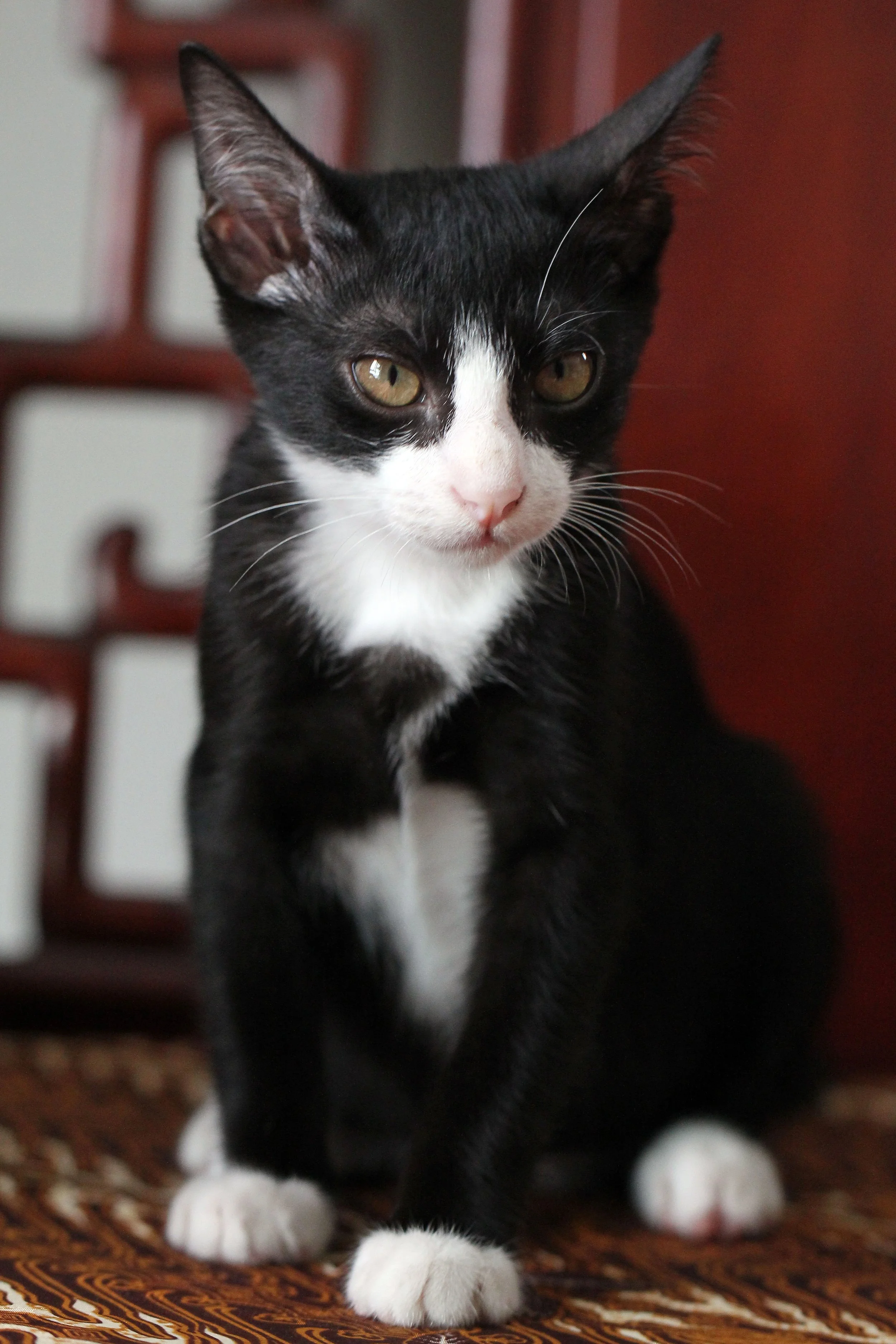 2015 Cats - Ukura & Jean Luc (23).JPG