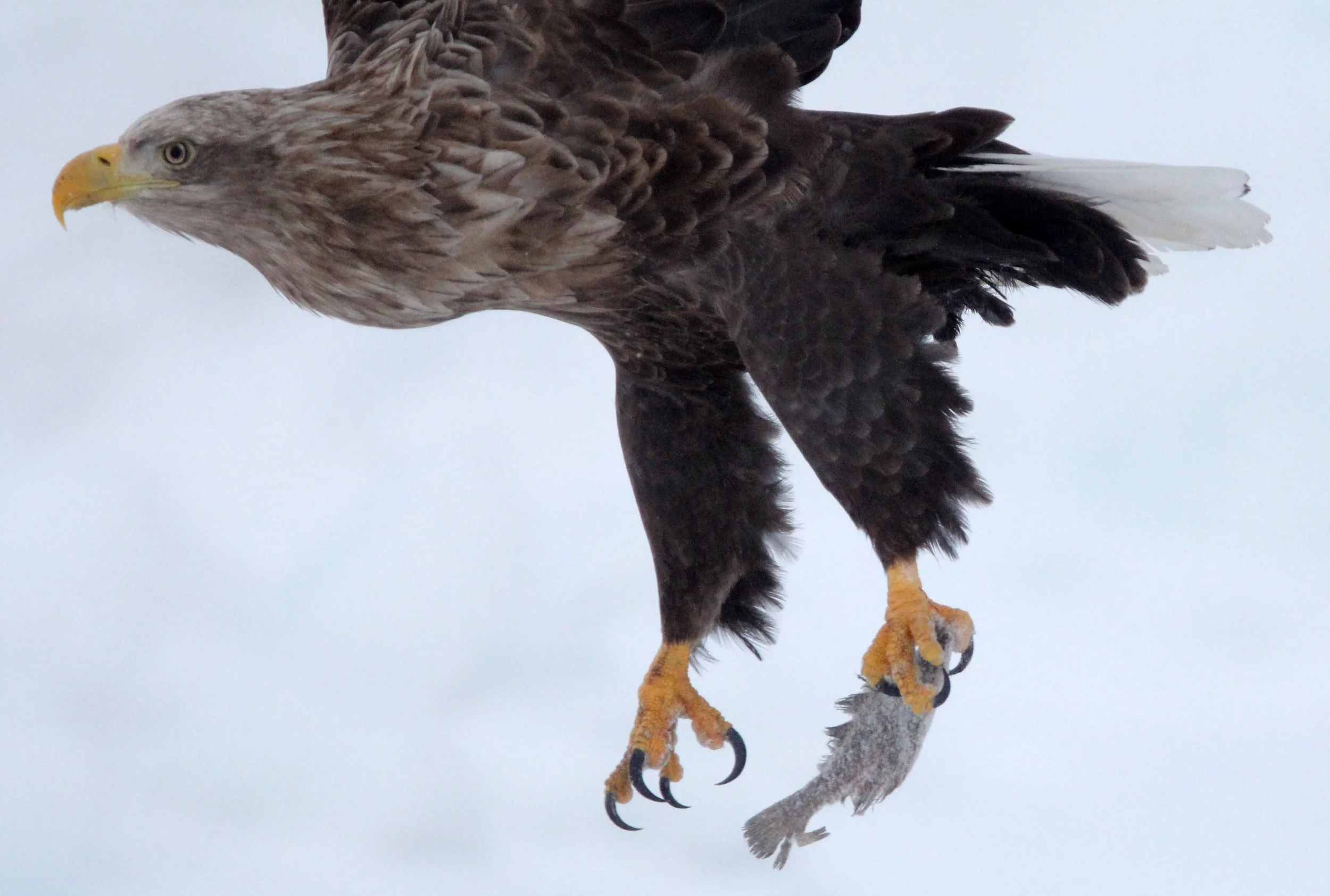 Haliaeetus albicilla - WHITE-TAILED EAGLE - RAUSU, SHIRETOKO PENINSULA, HOKKAIDO JAPAN (271).JPG