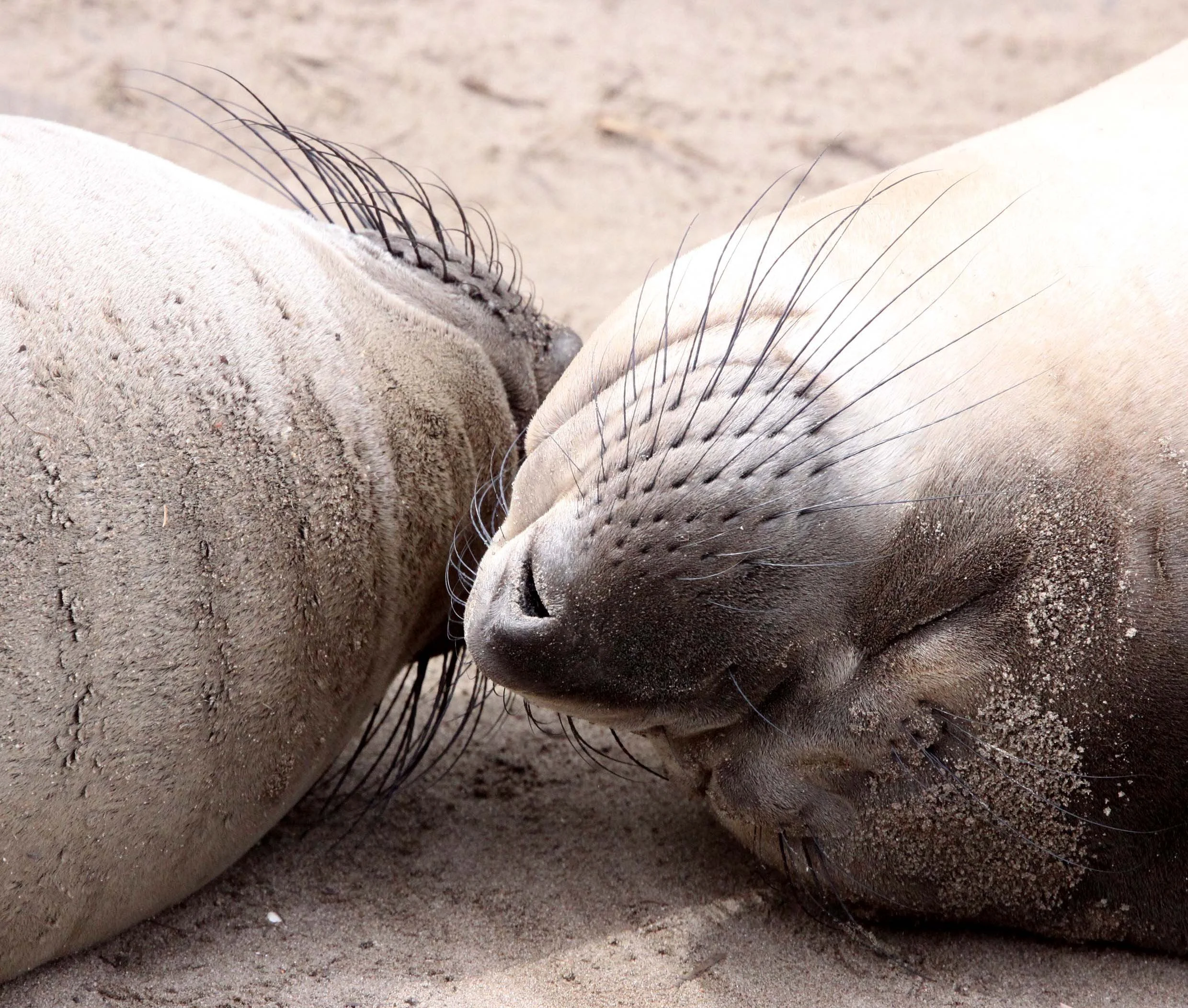 Mirounga angustirostris - NORTHERN ELEPHANT SEAL - ANO NUEVO RESERVE CALIFORNIA (14).JPG