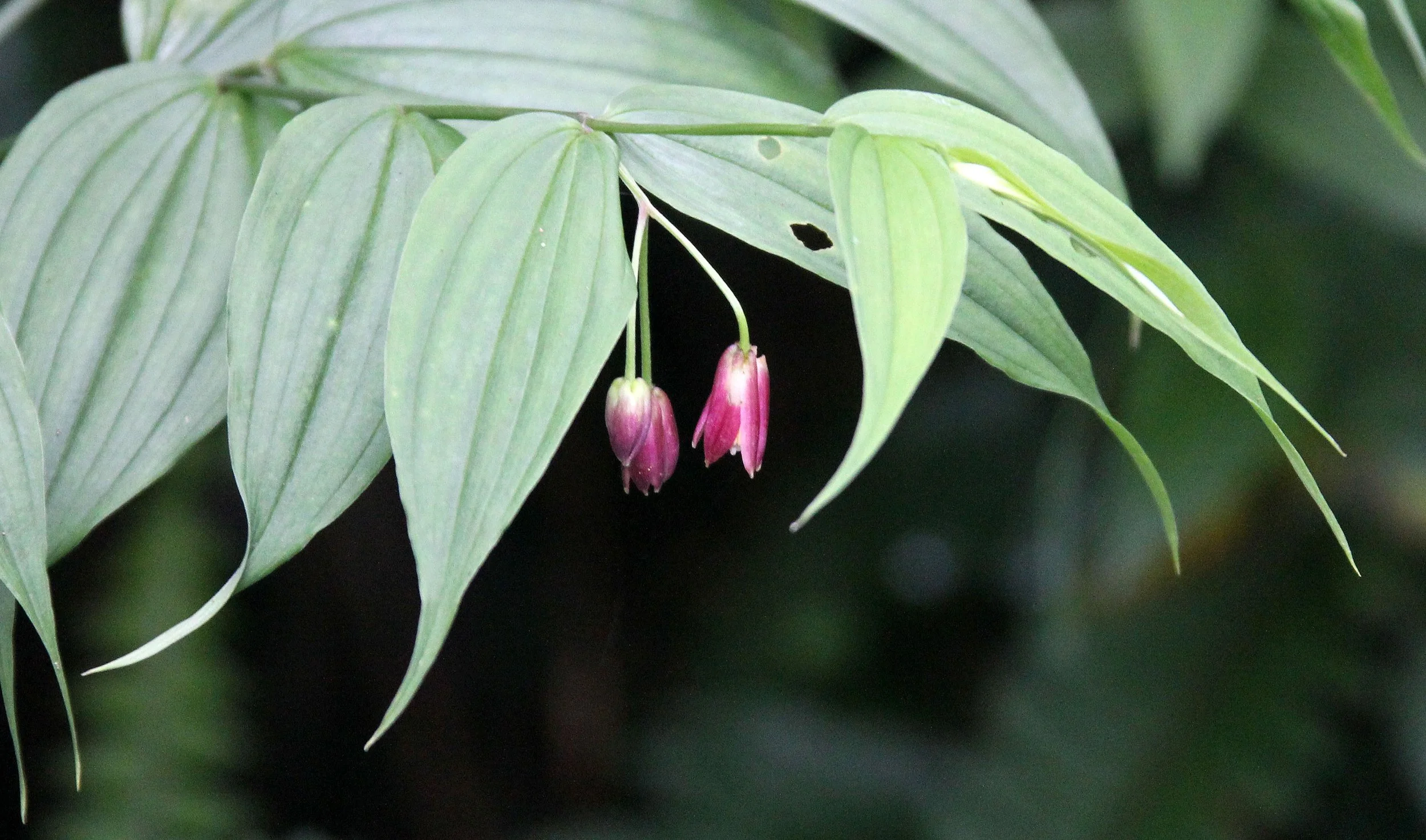 GEDE NATIONAL PARK - JAVA BARAT INDONESIA (14).JPG
