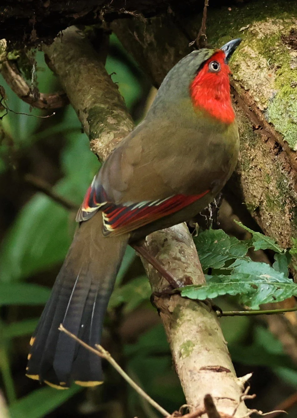 LIOCICHLA - SCARLET-FACED LIOCICHLA - Liocichla ripponi - DOI PHA HOM POK NP DOI LANG EAST FEB 2022 (27).jpg