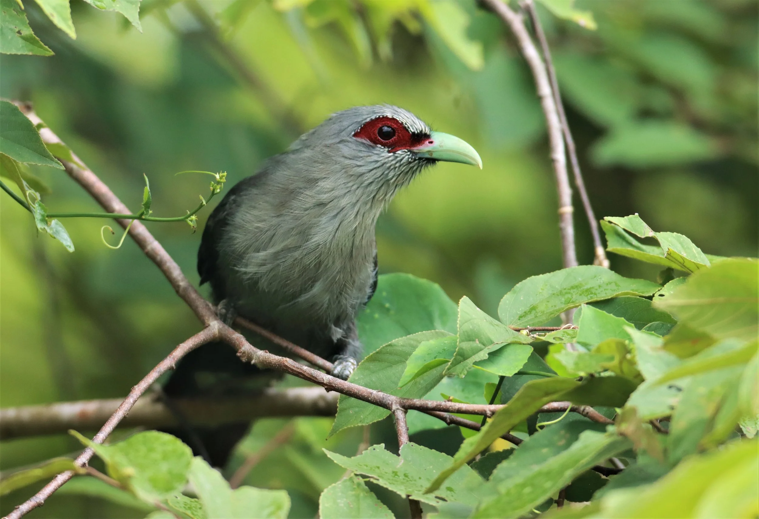 Green-billed Malkoha (Phaenicophaeus tristis) Nong Ya Plong Petchaburi Thailand (6).jpg