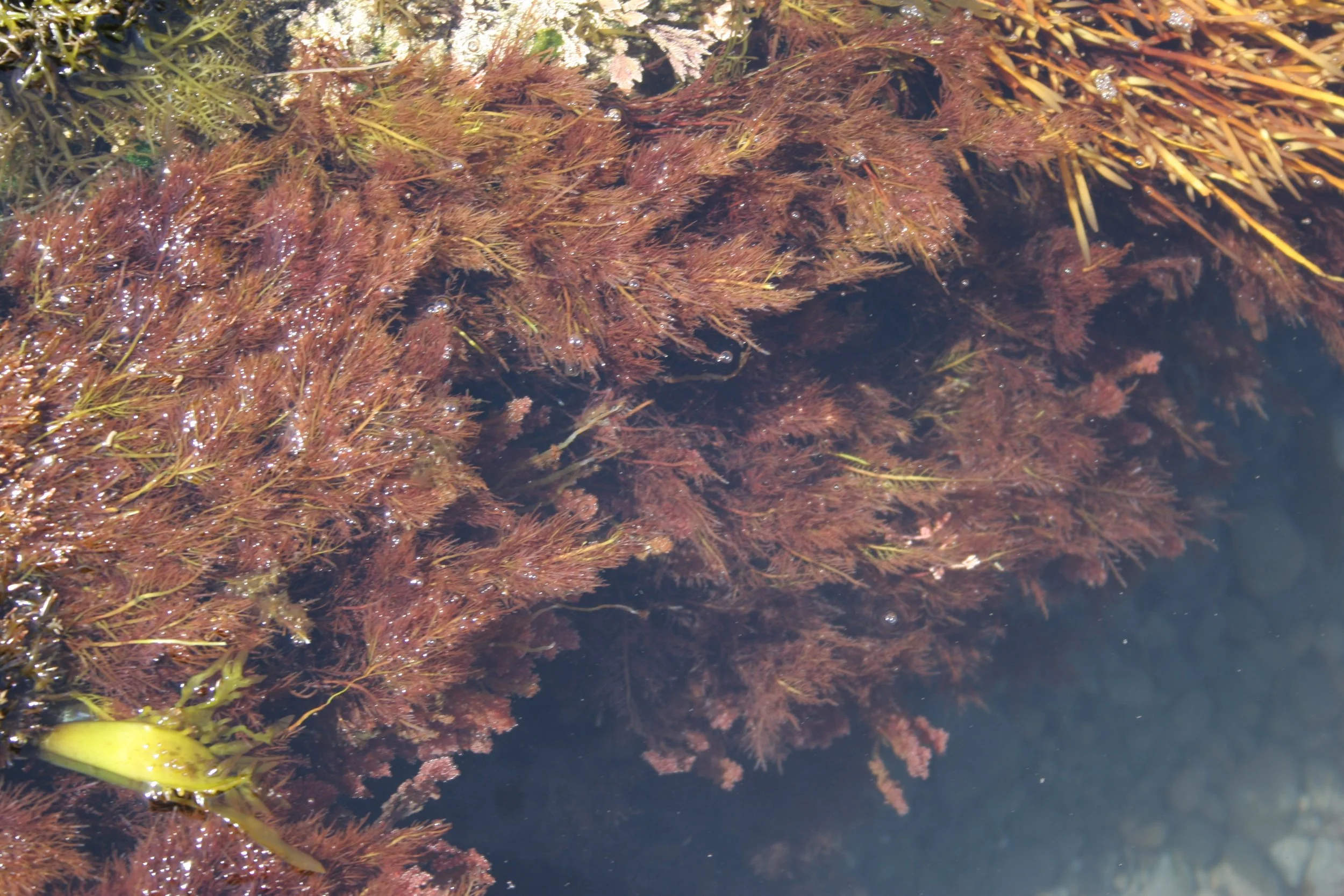 CALIFORNIA - CHANNEL ISLANDS NP - ANACAPA ISLAND - MARINE ALGAE SPECIES (3).jpg