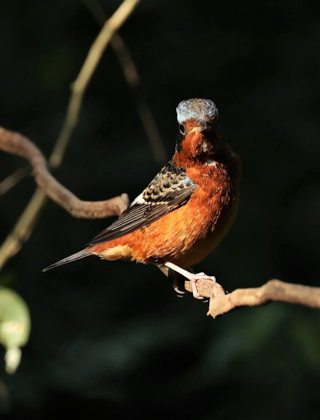 ROCK-THRUSH - WHITE-THROATED ROCK-THRUSH - Monticola gularis - WAT THAM PRATHUM CHONBURI JAN 30 2022 (45).jpg