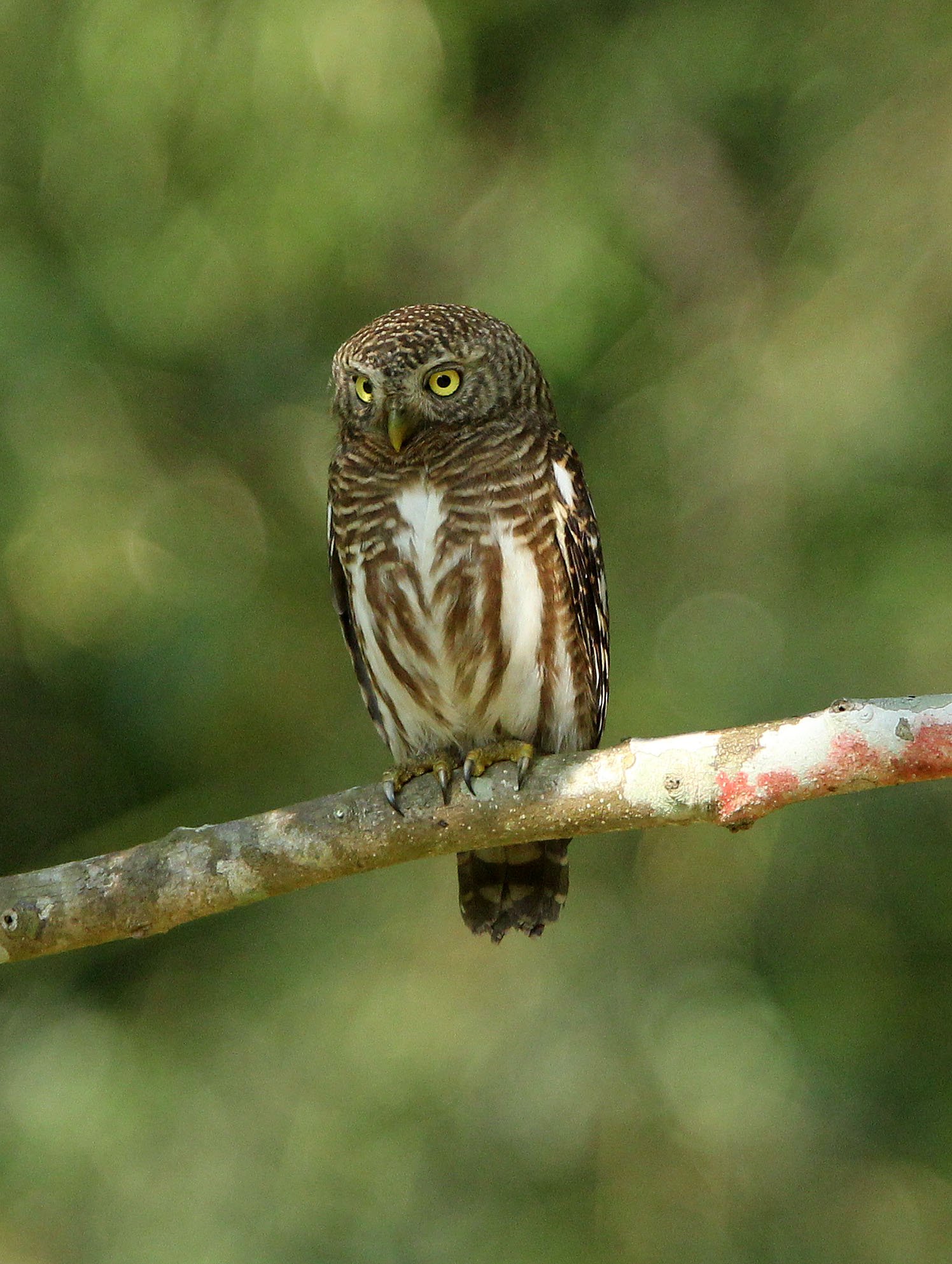 Glaucidium cuculoides - ASIAN BARRED OWLET - HUAI KHA KHAENG NATURE RESERVE THAILAND (37).JPG