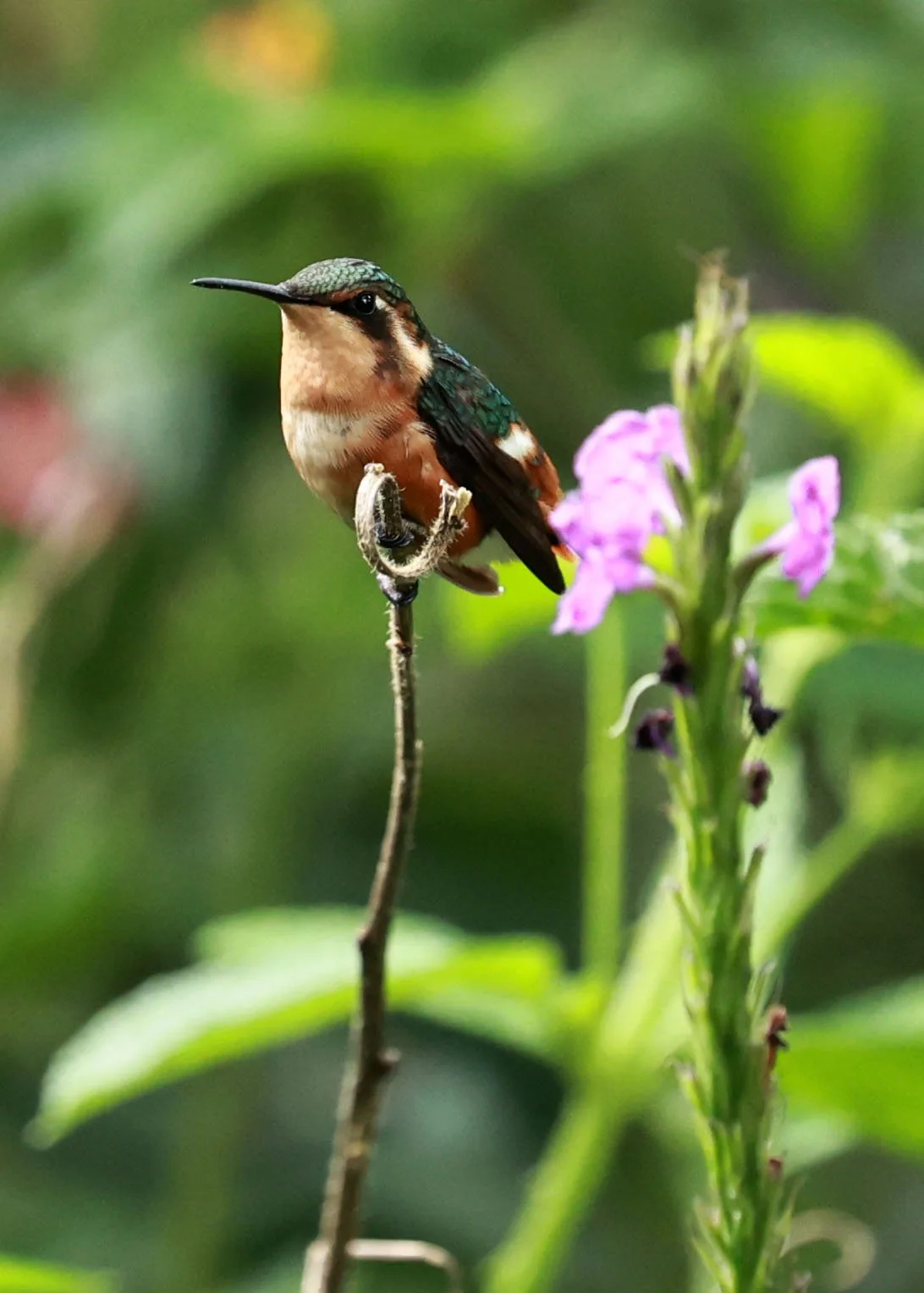 Hummingbird - Gorgeted Woodstar - Chaetocercus heliodor - San Isidro Lodge, Ecuador (13).jpg