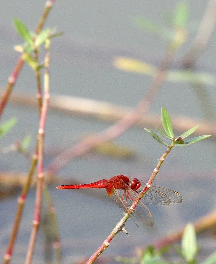Nankou, Rudong, Eastern China