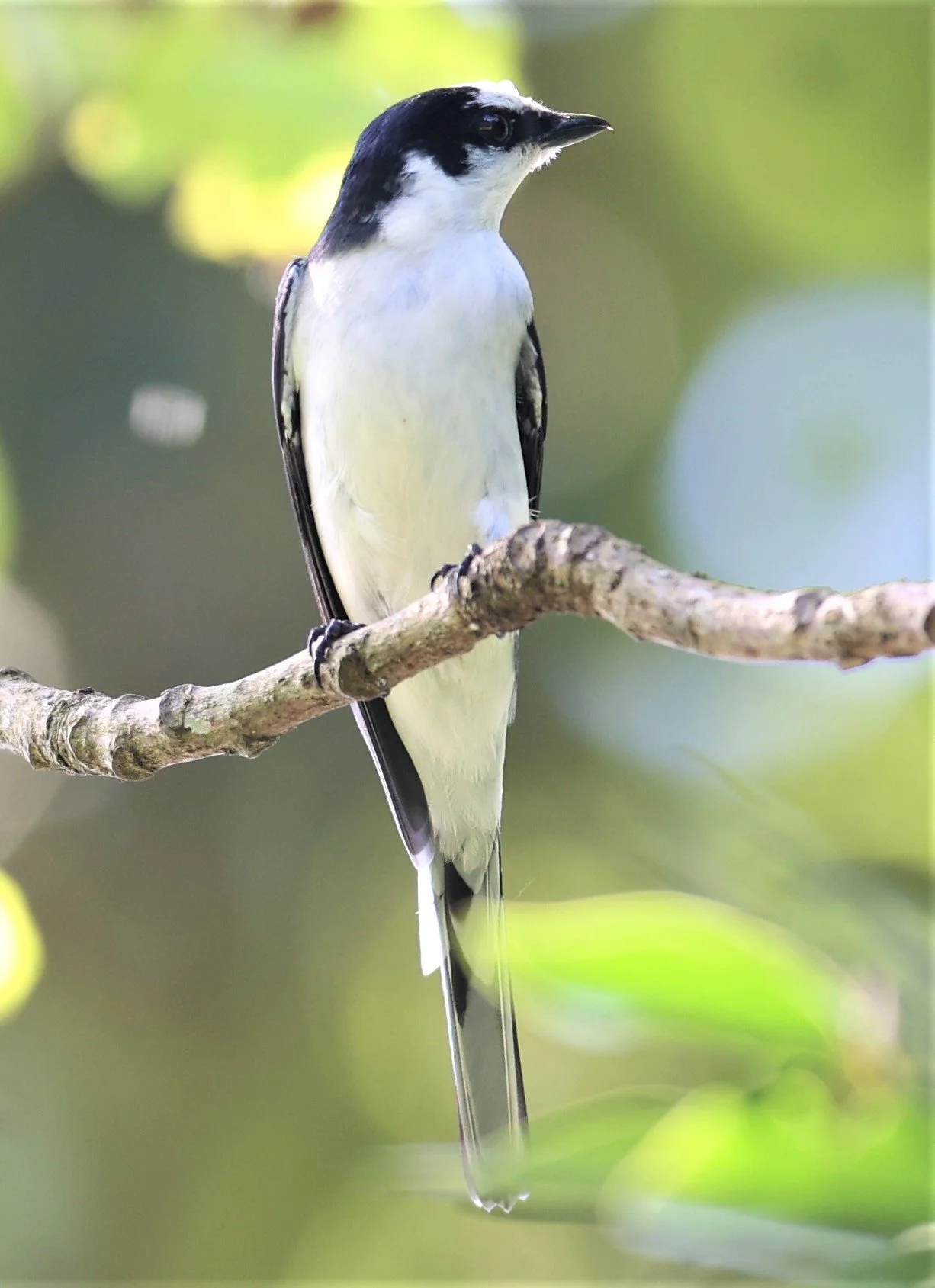 Ashy Minivet (Pericrocotus divaricatus) Kaeng Krachan NP Thailand (7).jpg