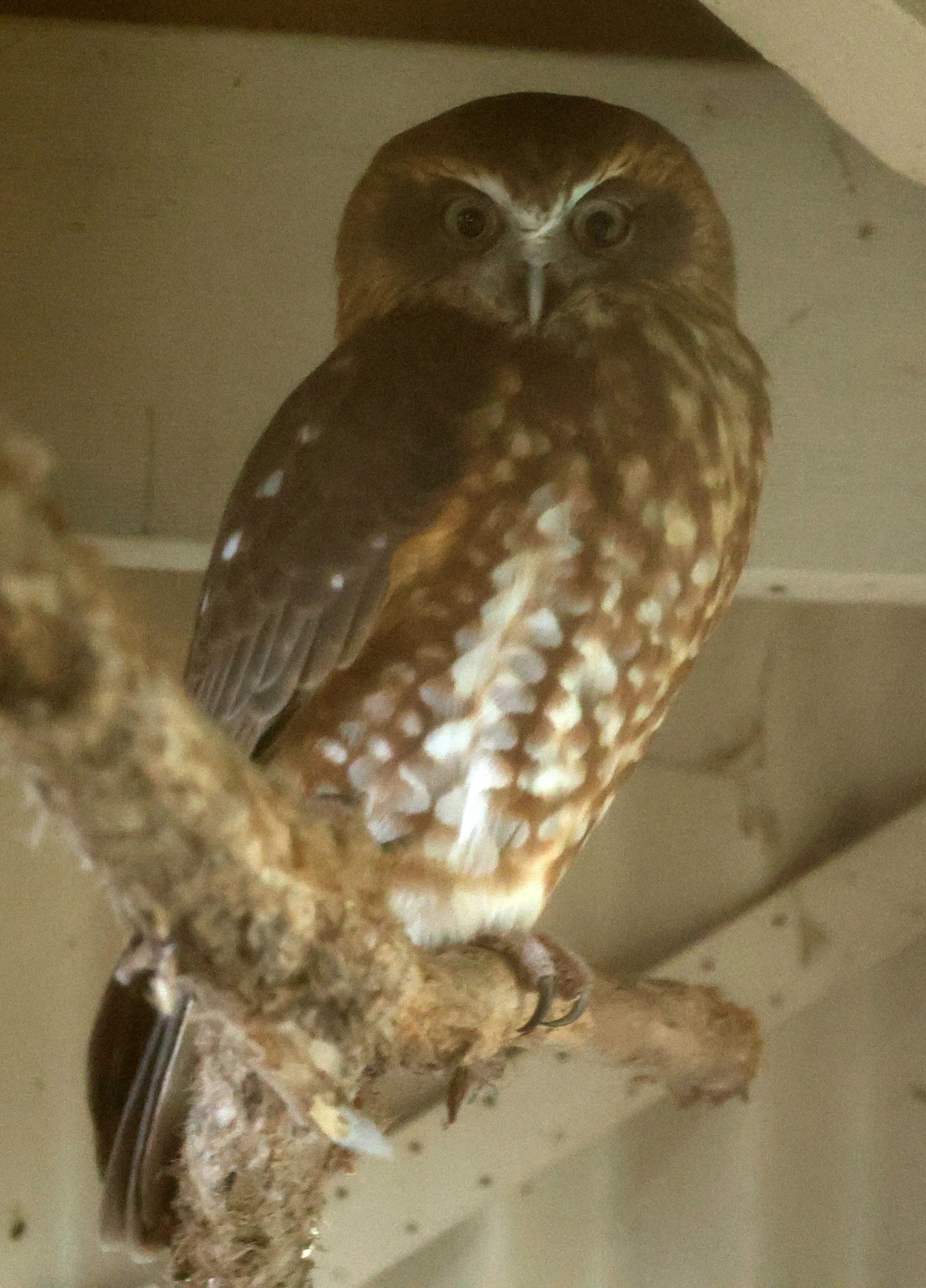 Australian Boobook (Ninox boobook) Byron Bay - New South Wales (2).jpg