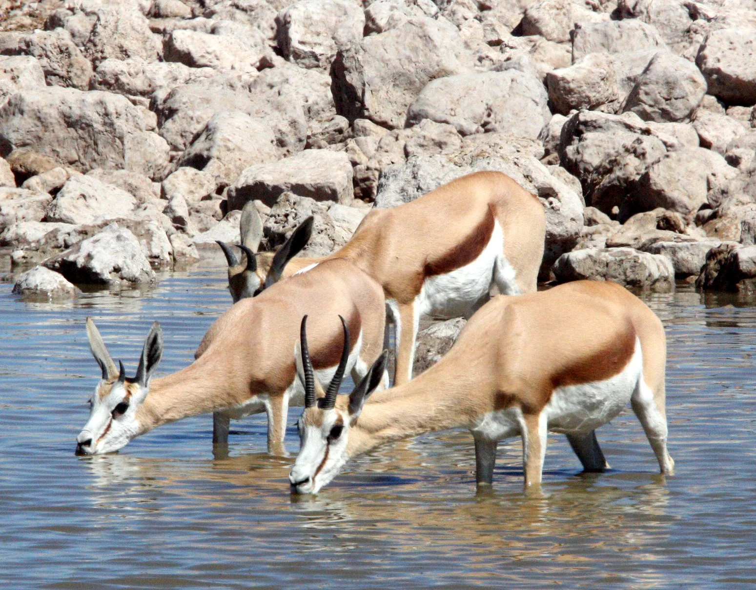 SPRINGBOK - ANGOLAN SPRINGBOK - Antidorcus angolensis - ETOSHA NATIONAL PARK NAMIBIA  (82).JPG