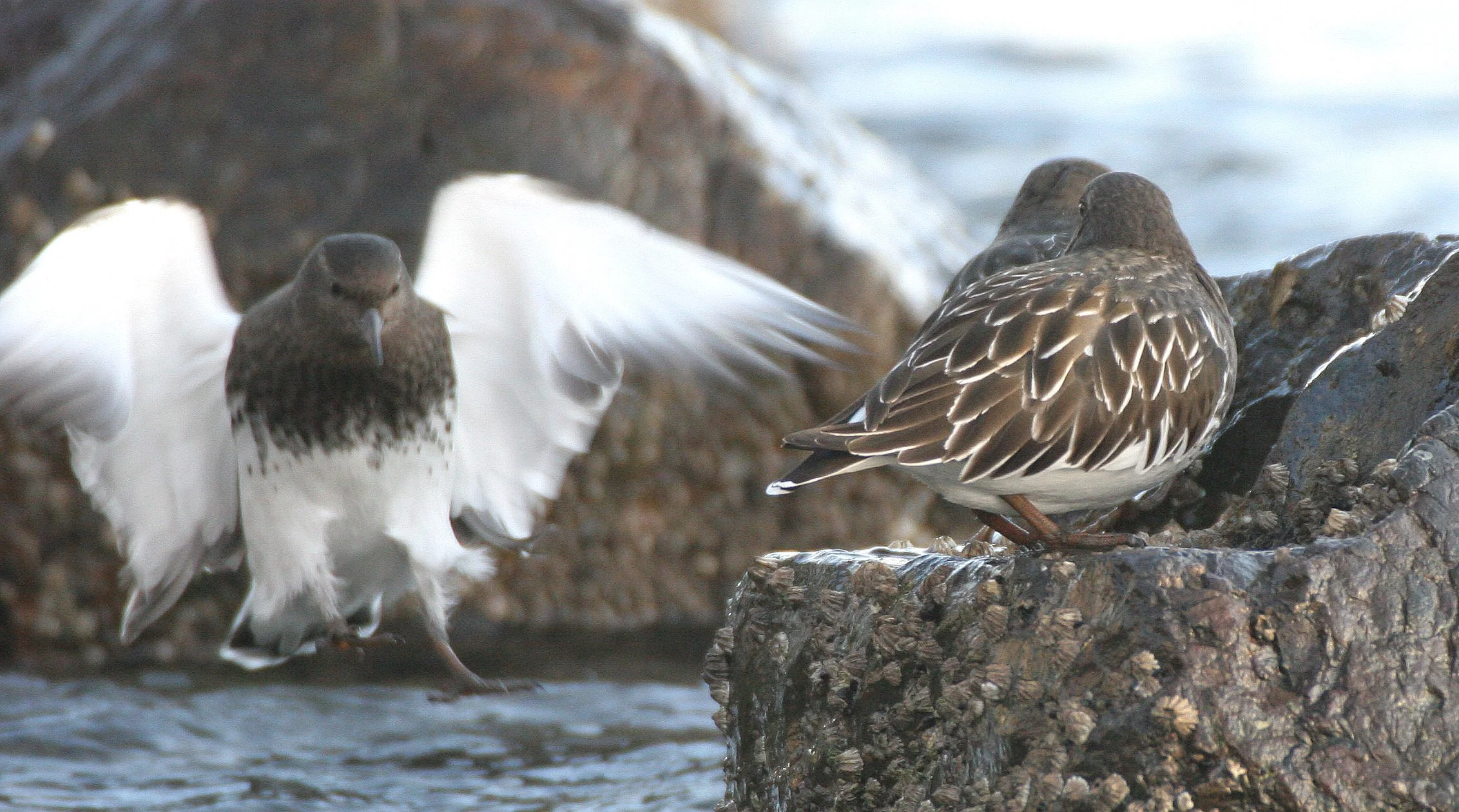 BIRD - TURNSTONE - BLACK TURNSTONE - PA HARBOR (42).jpg