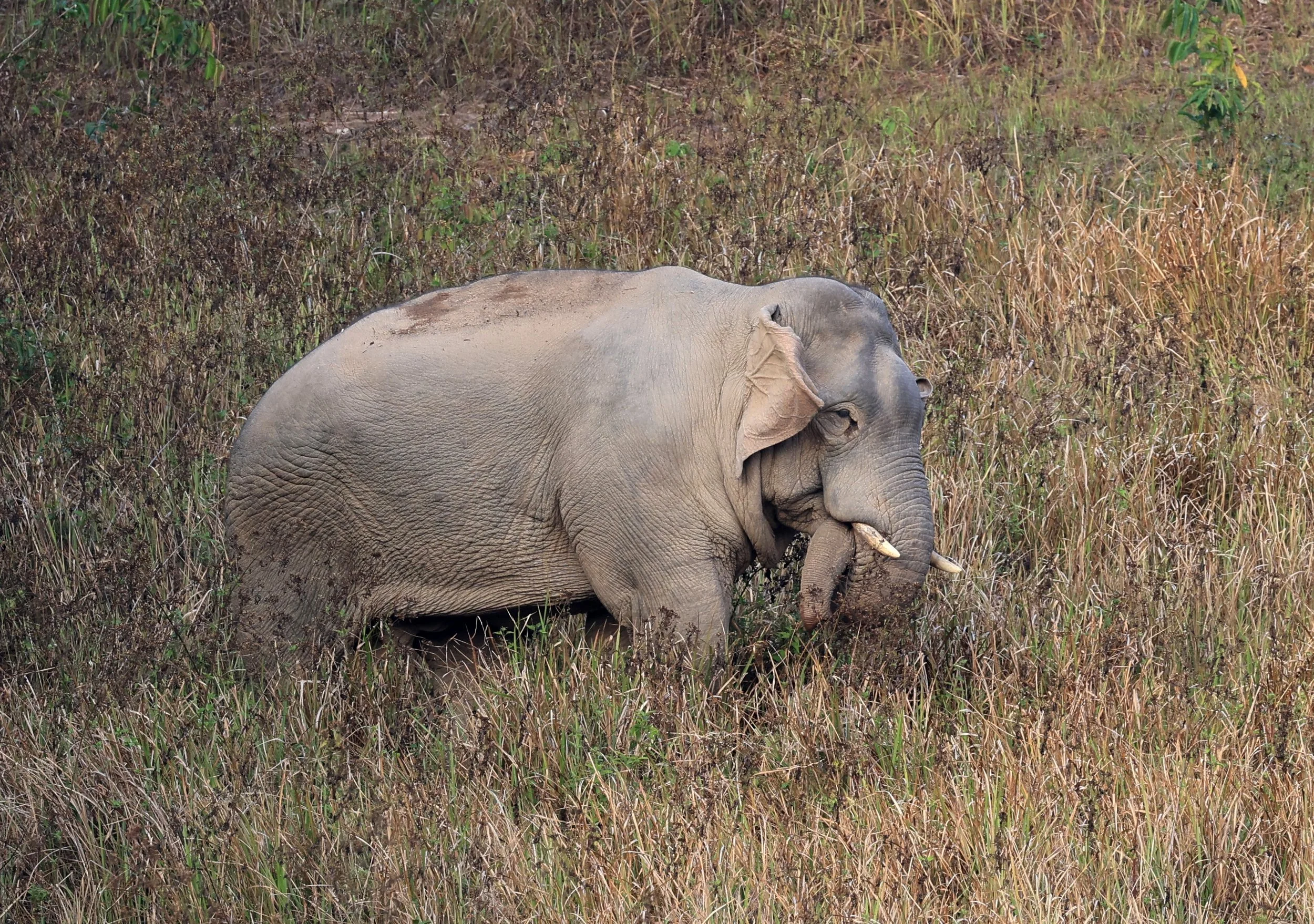 Asian Elephant (Elephas maximus) Khao Yai National Park, Thailand (105).jpg