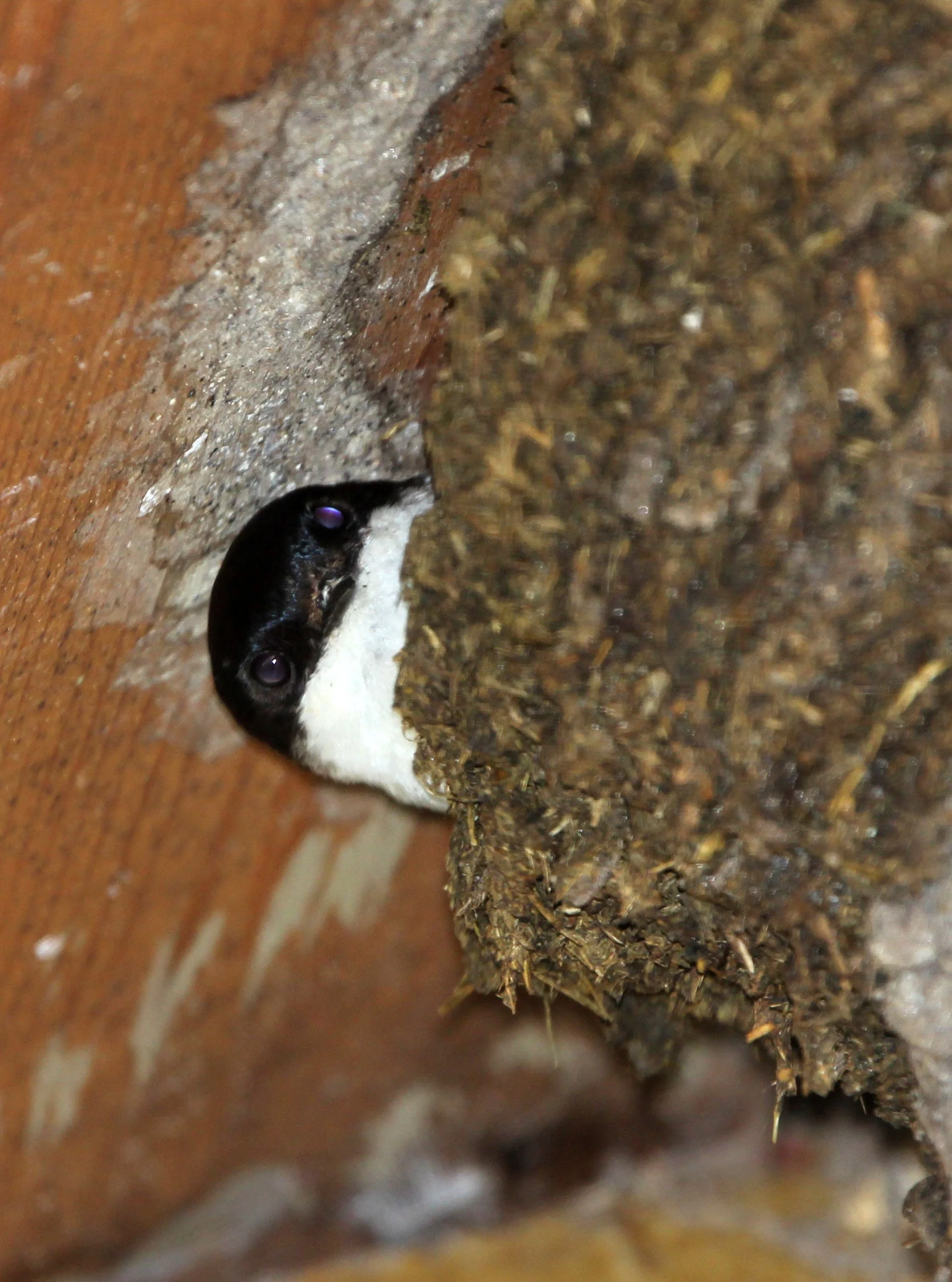Barn Swallow (Hirundo rustica) Stelvio NP Italy San Valentino Alla Muta (2).JPG
