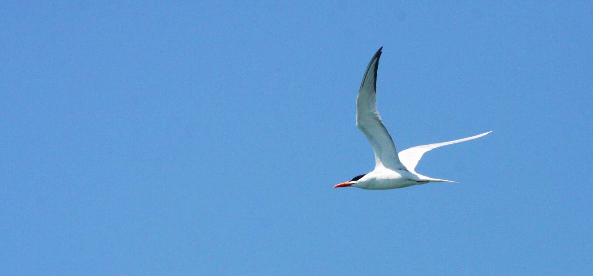 BIRD - TERN - ROYAL TERN - SAN IGNACIO LAGOON BAJA MEXICO (6).JPG