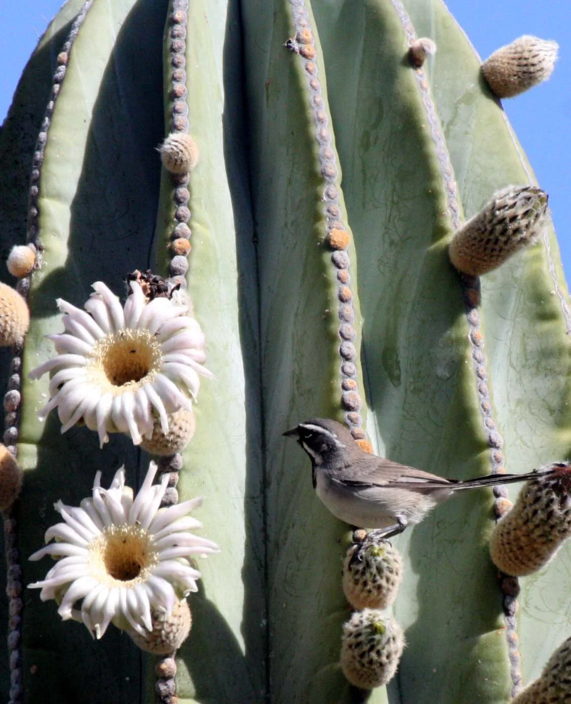 Black-throated Sparrow (Amphispiza bilineata) Isla Santa Catalina Baja Mexico (1).JPG
