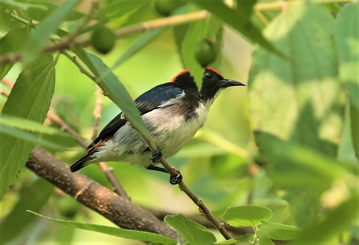 FLOWERPECKER - SCARLET-BACKED FLOWERPECKER - Dicaeum cruentatum - KRUNG CHING, KHAO LUANG NP NST, APRIL 2022 (5).jpg