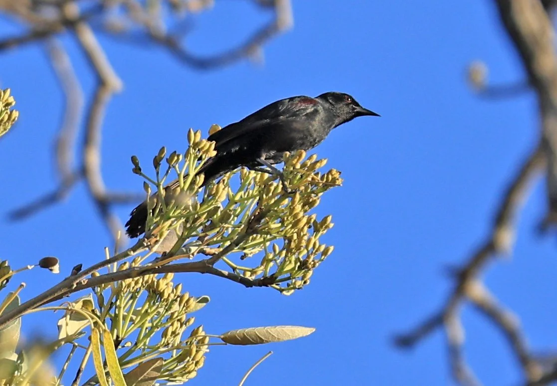 Variable Oriole (Icterus pyrrhopterus) Estancia Campo'í Paraguay (55).jpg