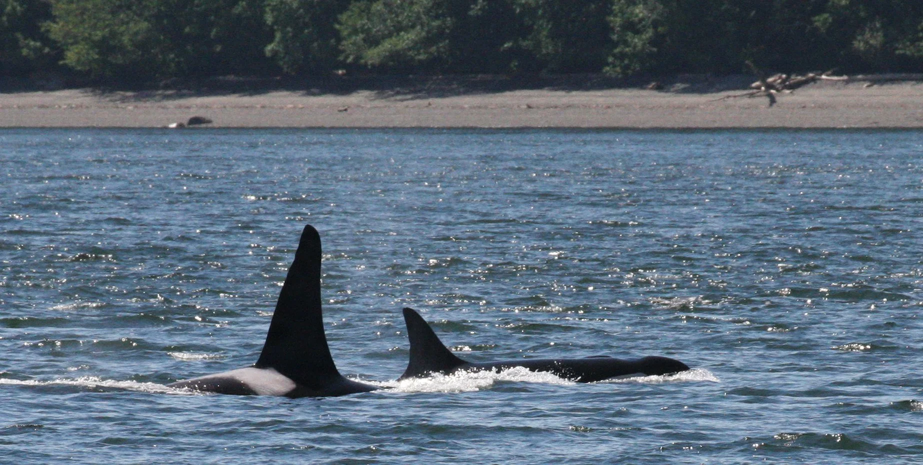Orcinus Orca Killer Whale Coke Smith Wildlife orcinus-orca-killer-whale-coke-smith-wildlife