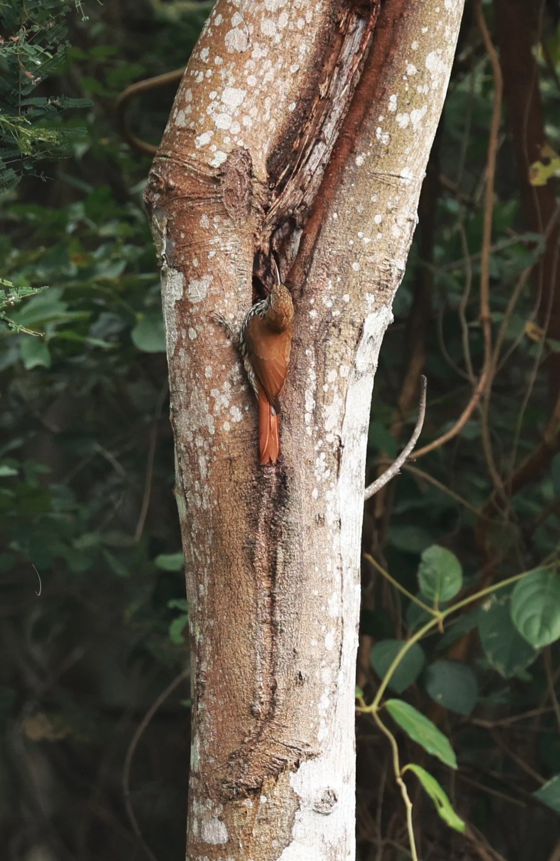 Lesser Woodcreeper - Xiphorhynchus fuscus - Feliciano Miguel Abdala Reserve (Caratinga Biological Reserve), ES