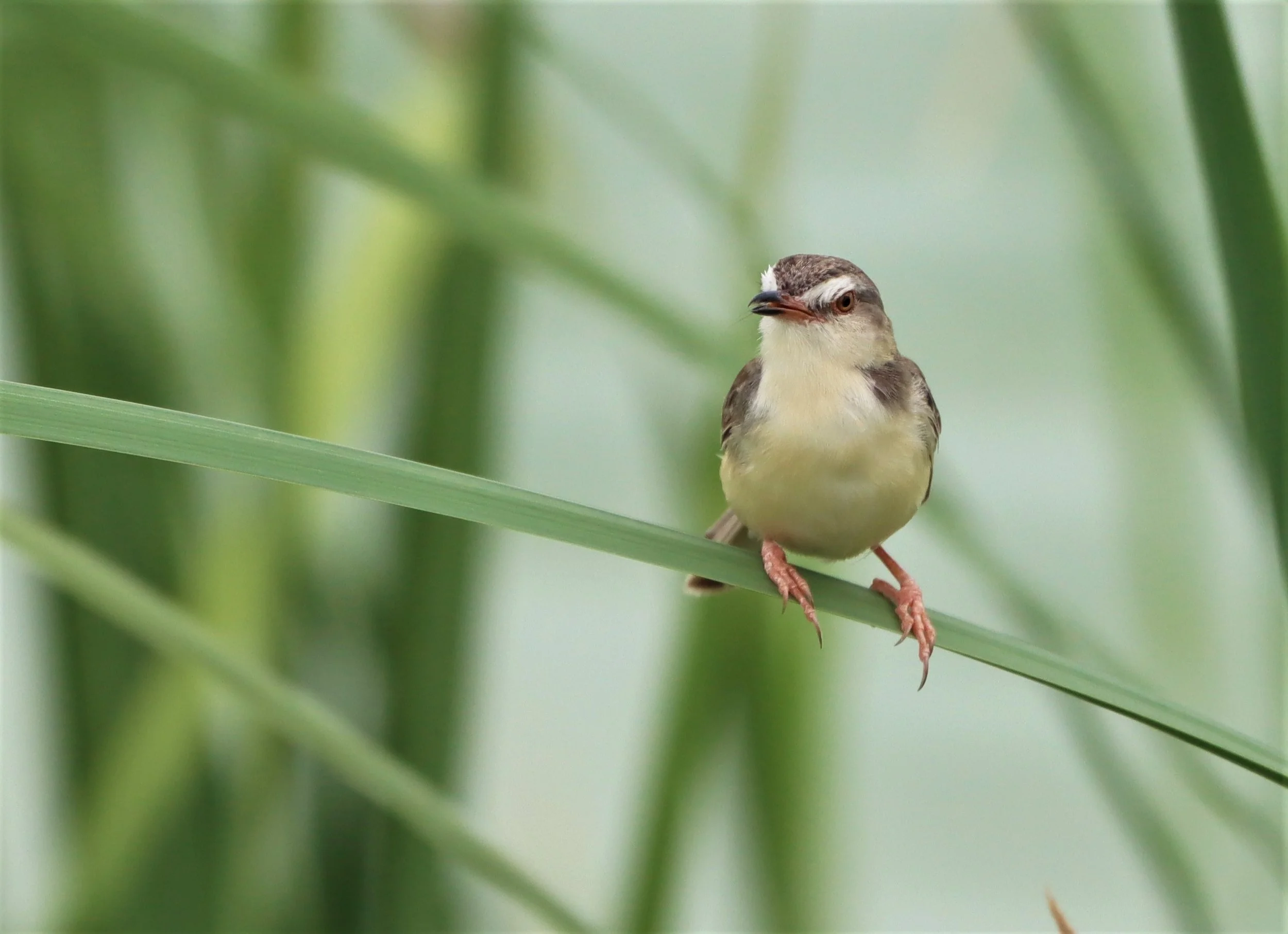PRINIA - PLAIN PRINIA - Prinia inornata - KHON KAEN SEWAGE TREATMENT PLANT KHON KAEN UNIVERSITY  (7).jpg