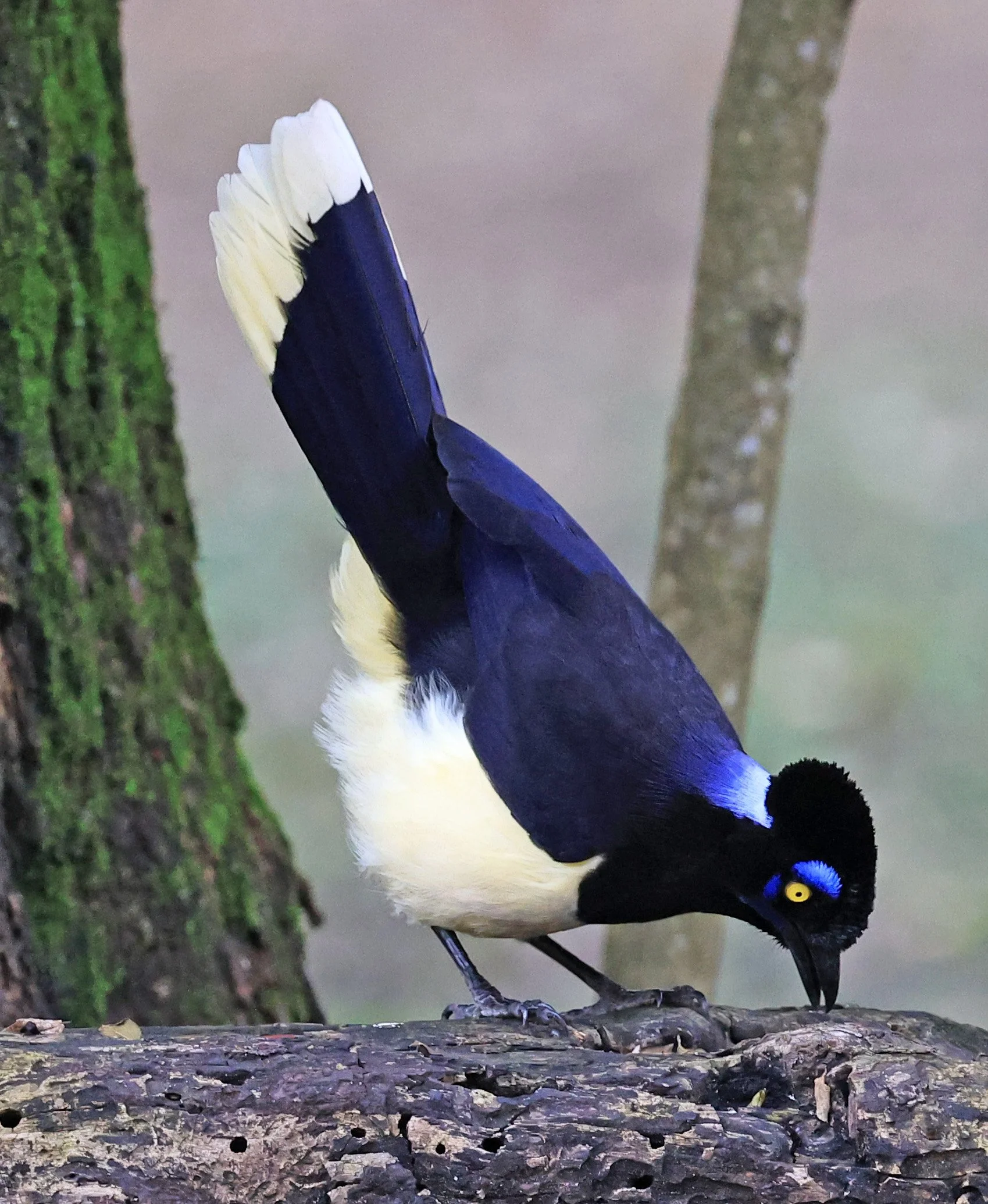 Plush-crested Jay (Cyanocorax chrysops) El Palmar National Park, Entre Rios, Argentina (15).jpg