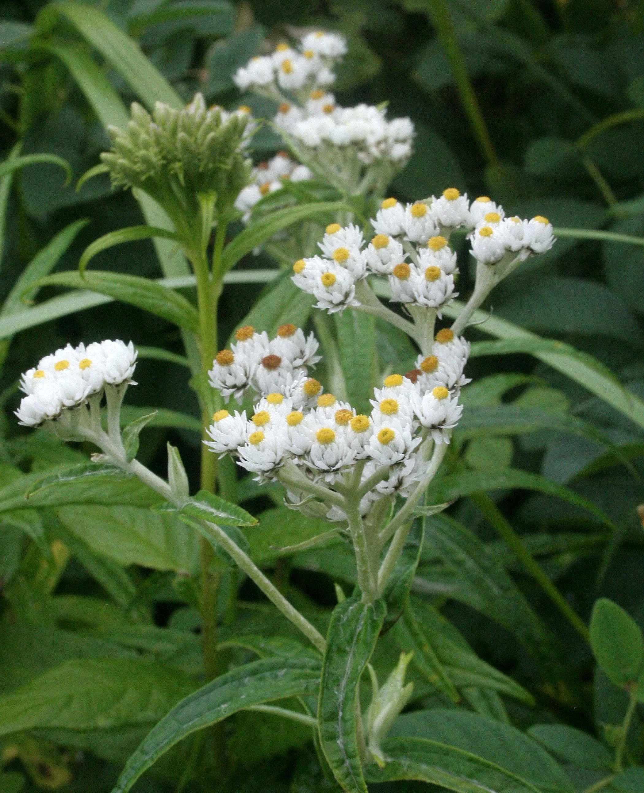 KURIL ISLANDS - FLORA  (77).jpg