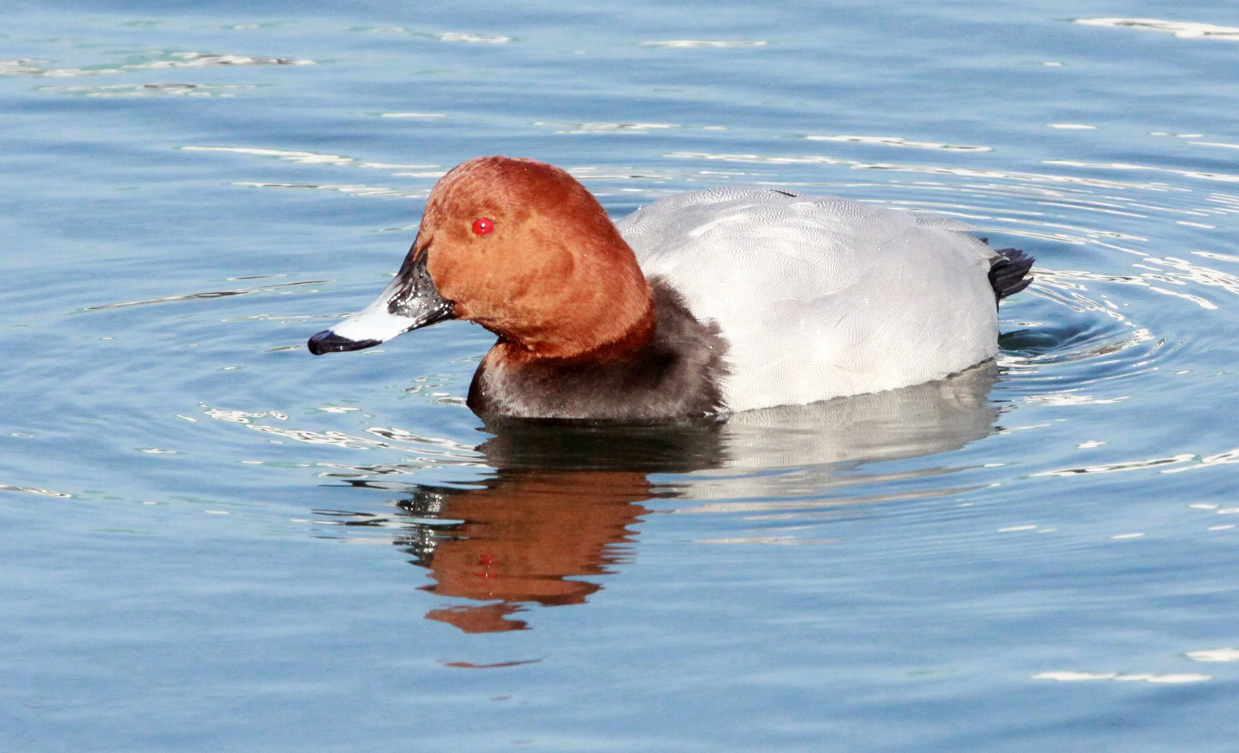 POCHARD - COMMON POCHARD - Aythya ferina - SHIZUOKA COASTLINE JAPAN (29).JPG