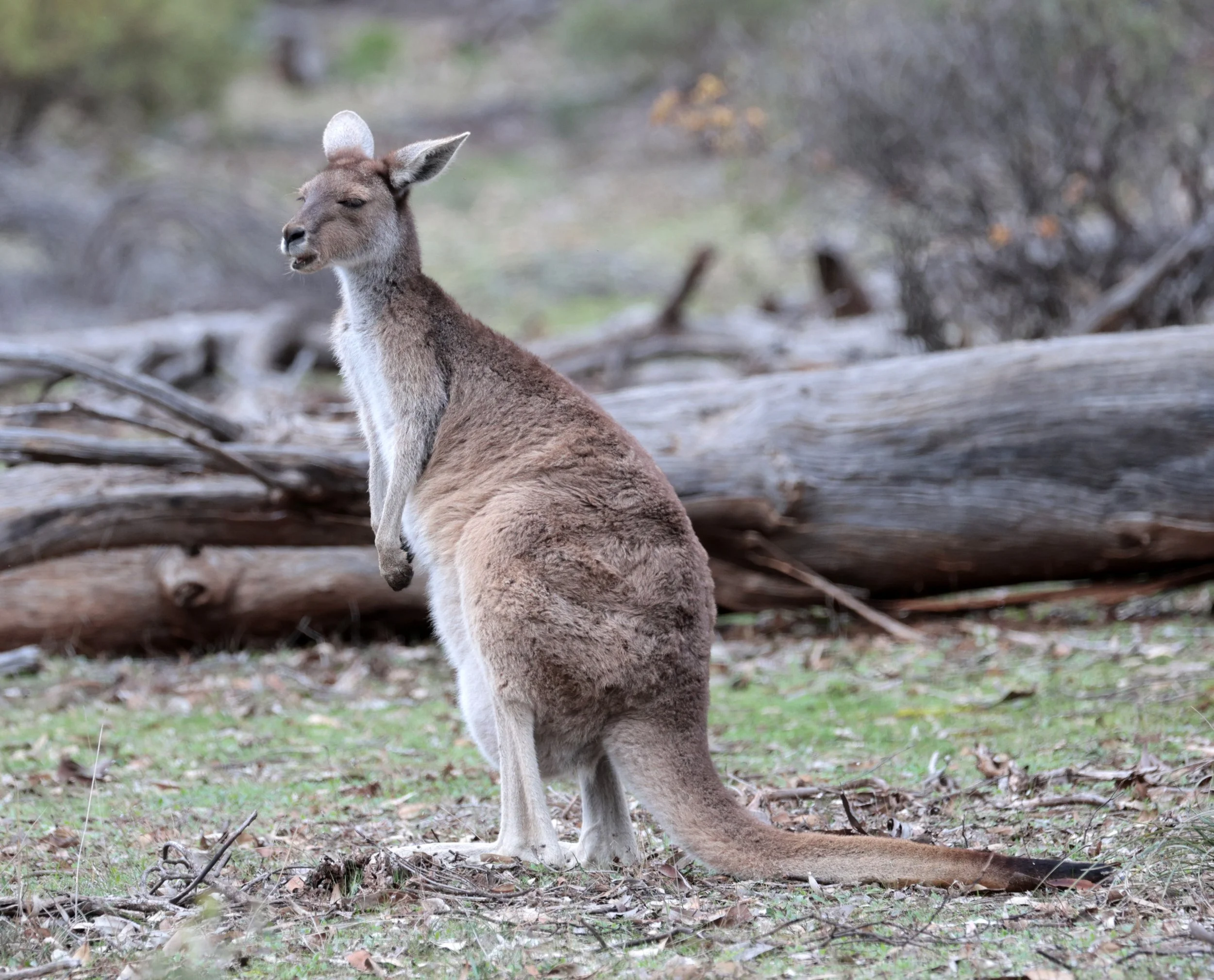 Western Grey Kangaroo (Macropus fuliginosus) Dryandra NP - Western Australia