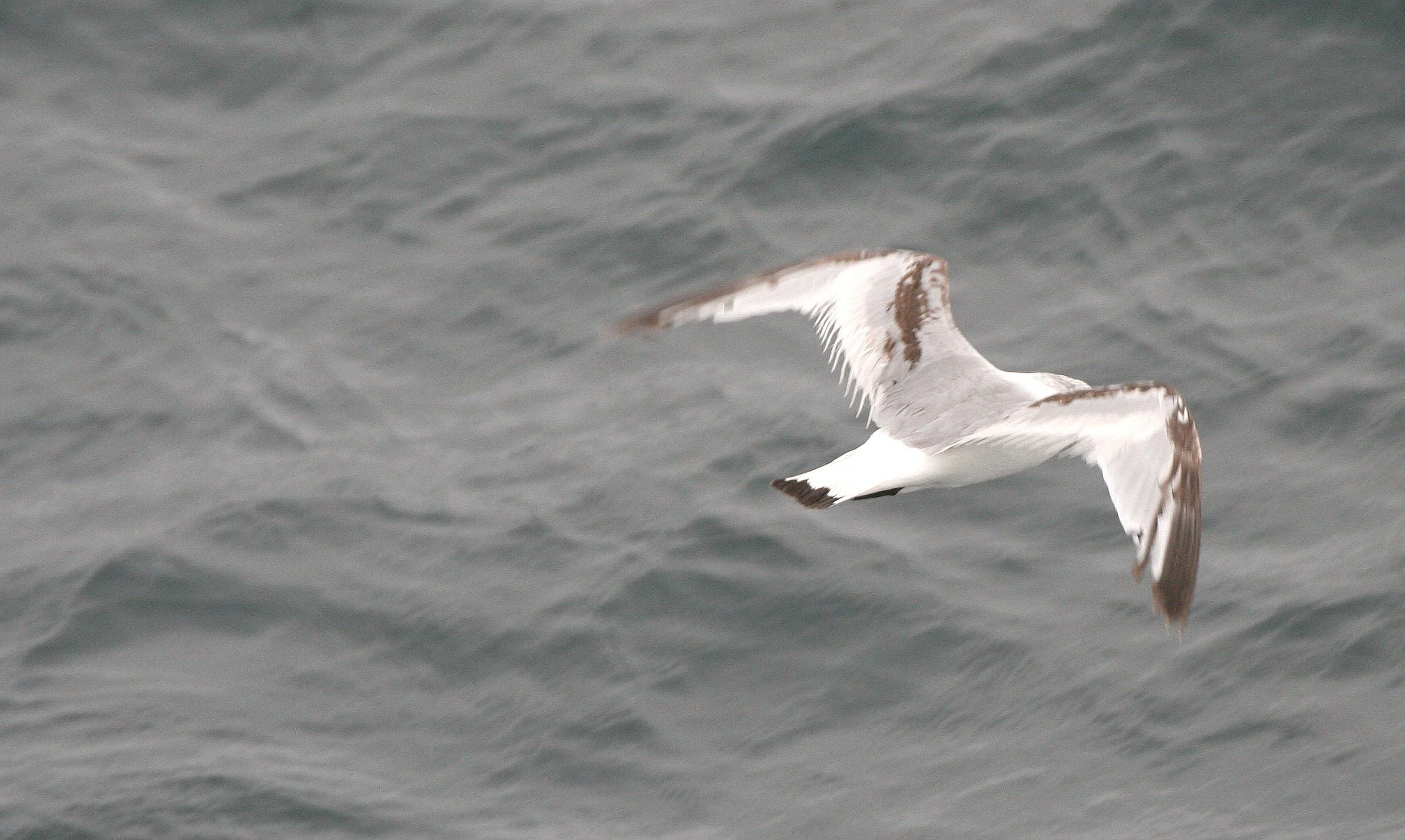 BIRD - GULL - SLATY-BACKED IN KURILS RUSSIA.jpg