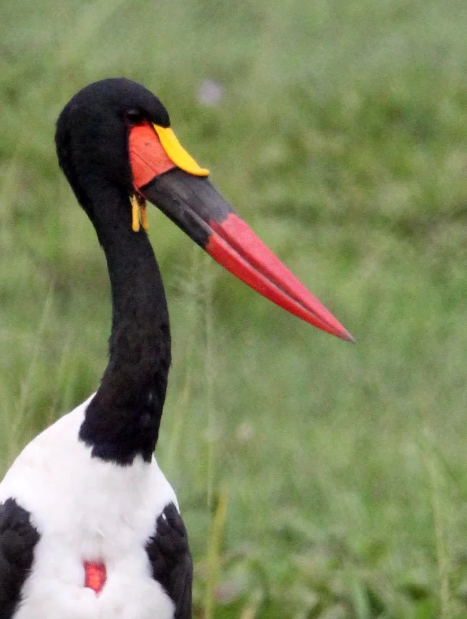 STORK - SADDLE-BILLED STORK - Ephippiorhynchus senegalensis - MURCHISON FALLS NATIONAL PARK UGANDA (5).JPG