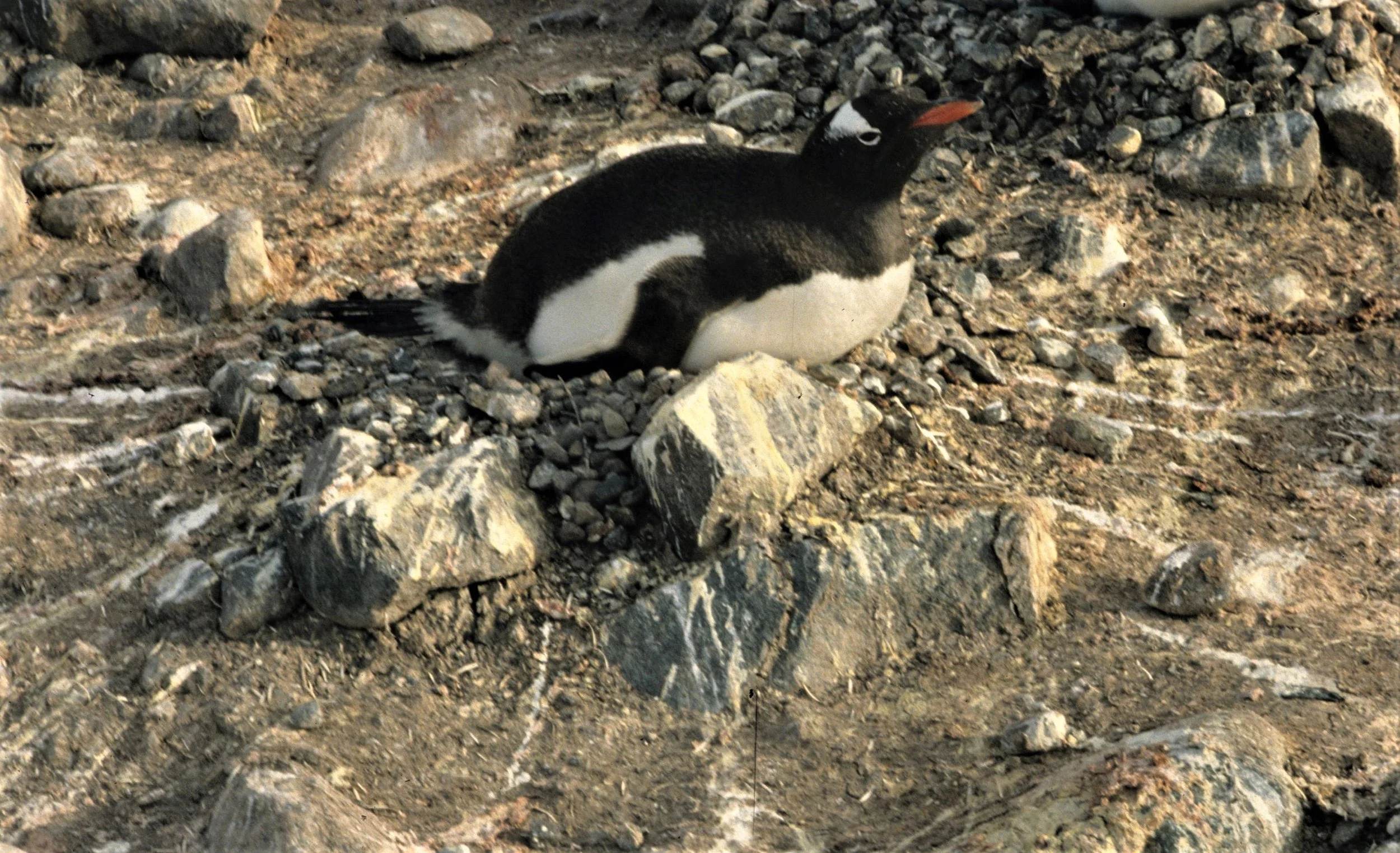 Gentoo Penguin (Pygoscelis papua) Danco Island Antarctic Peninsula (6).jpg