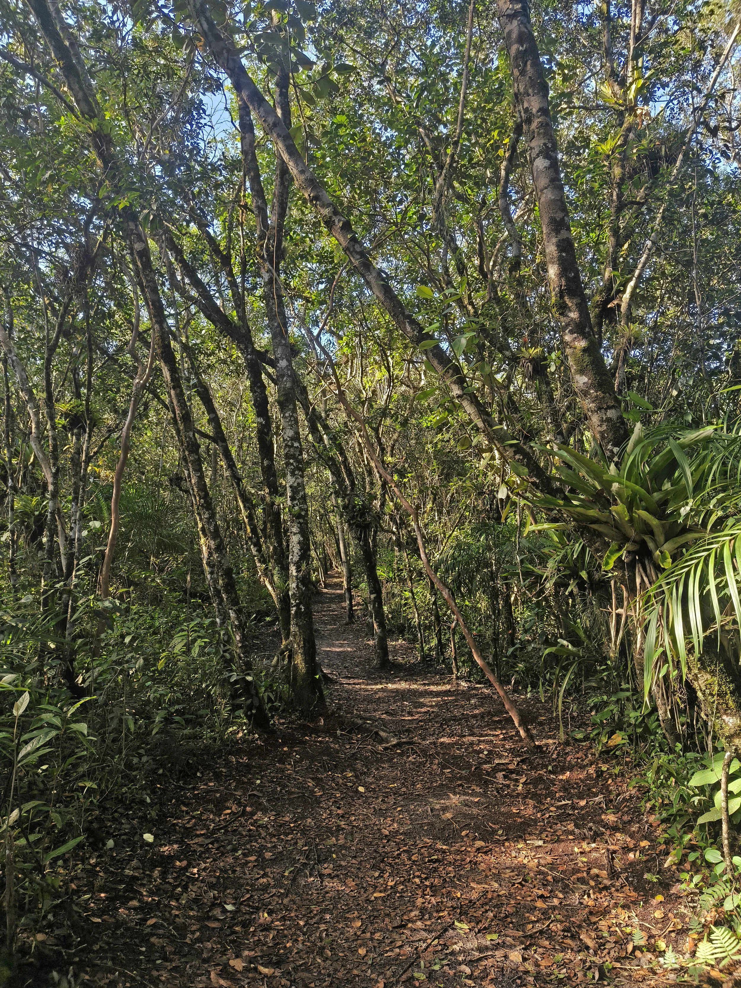 Superagüi National Park, Brazil