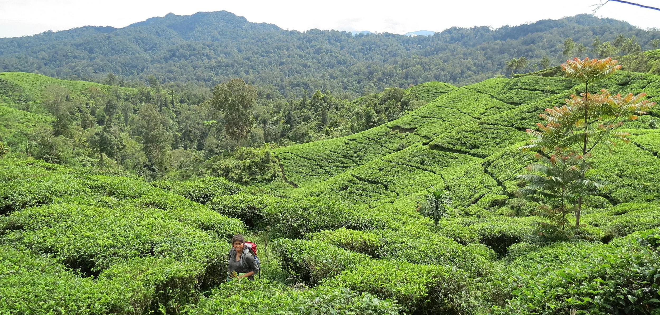 HALIMUN  NATIONAL PARK - JAVA BARAT INDONESIA (19).JPG