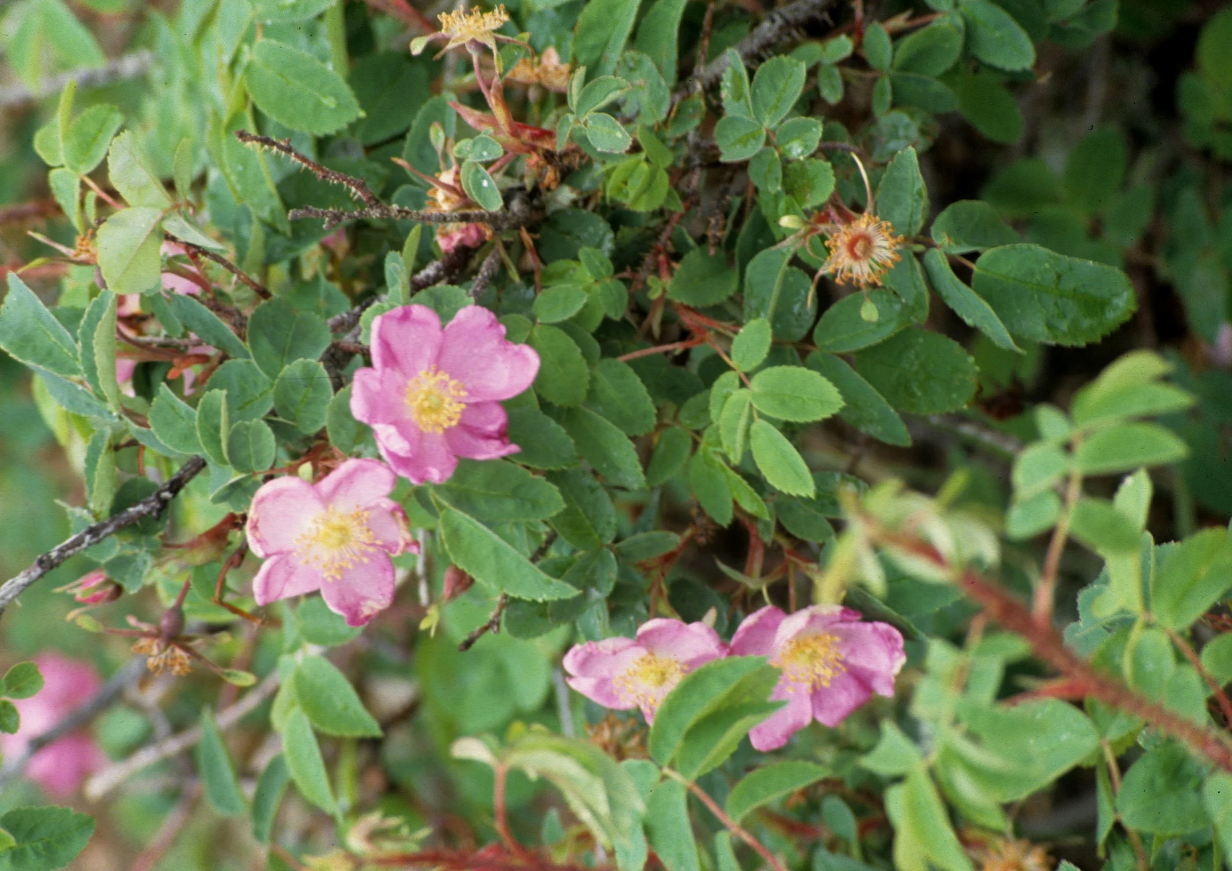 ALASKA - ROSA ACICULARIS - PRICKLY ROSE - RICHARDSON HWY.jpg