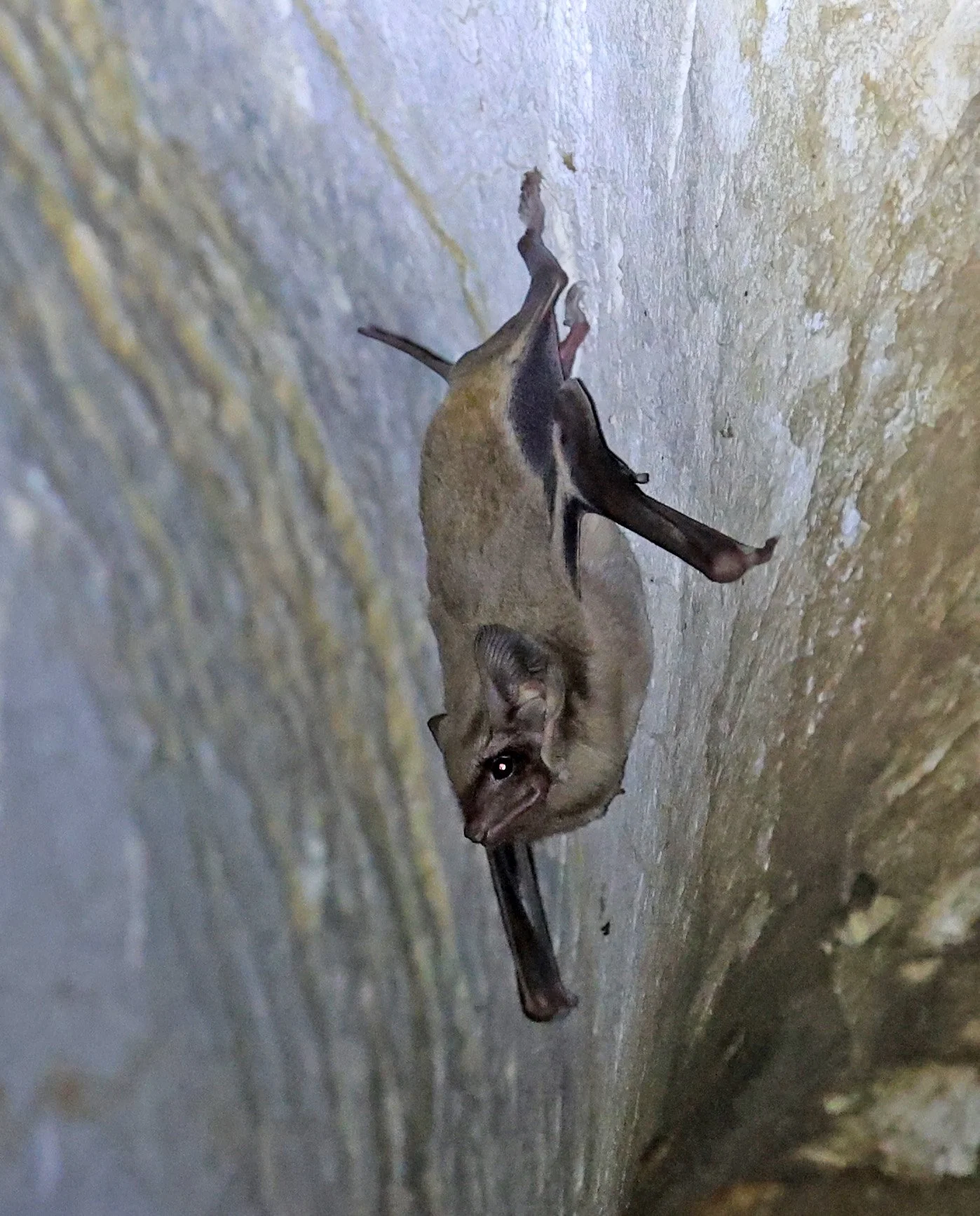 Black-bearded Tomb Bat (Taphozous melanopogon) Wat Thewarup Songtham Temple Pak Chong Thailand (10).jpg