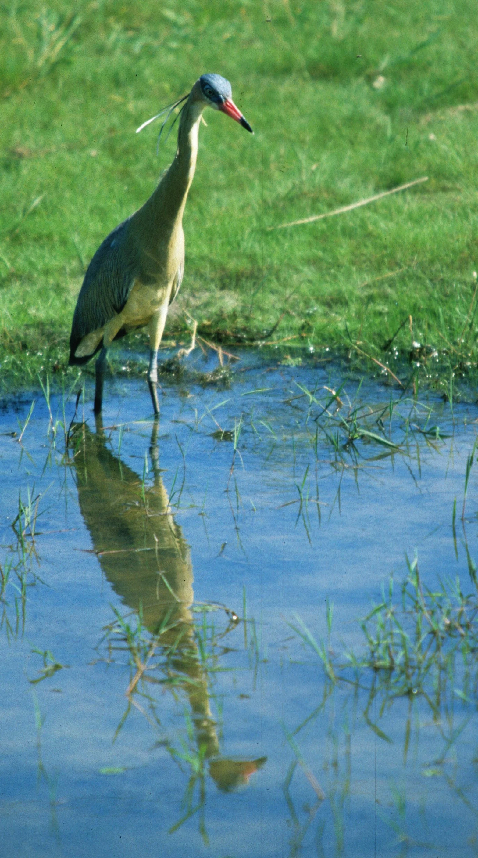 Pantanal, Brazil 1994